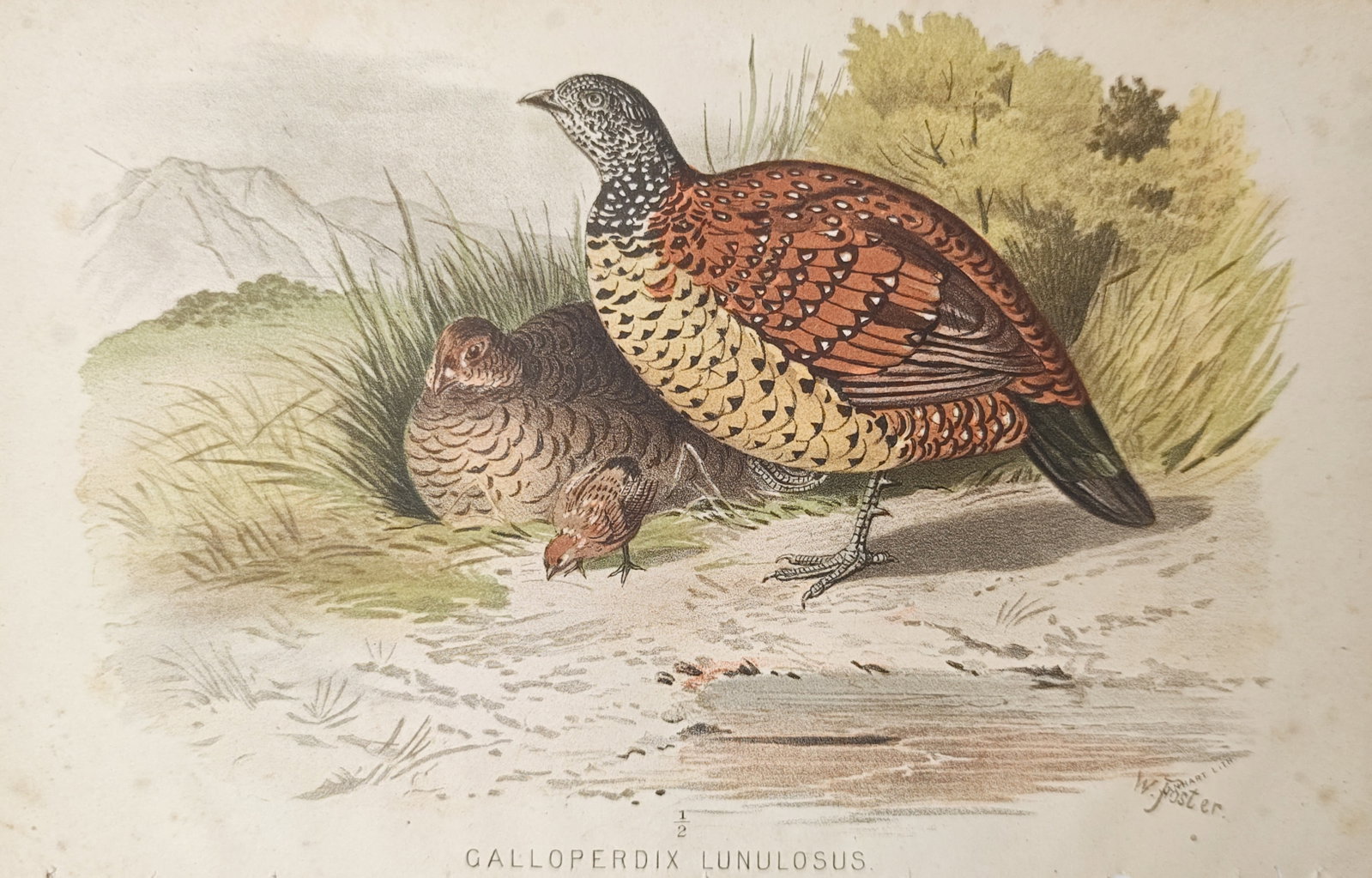 William Foster – Painted Spurfowl (Galloperdix Lunulosus) – Lithograph (19th Century): "Painted Spurfowl" presents an ornithological study illustrating adult and chick spurfowl resting near grassy cover in an open natural terrain. The composition highlights intricately patterned plumage