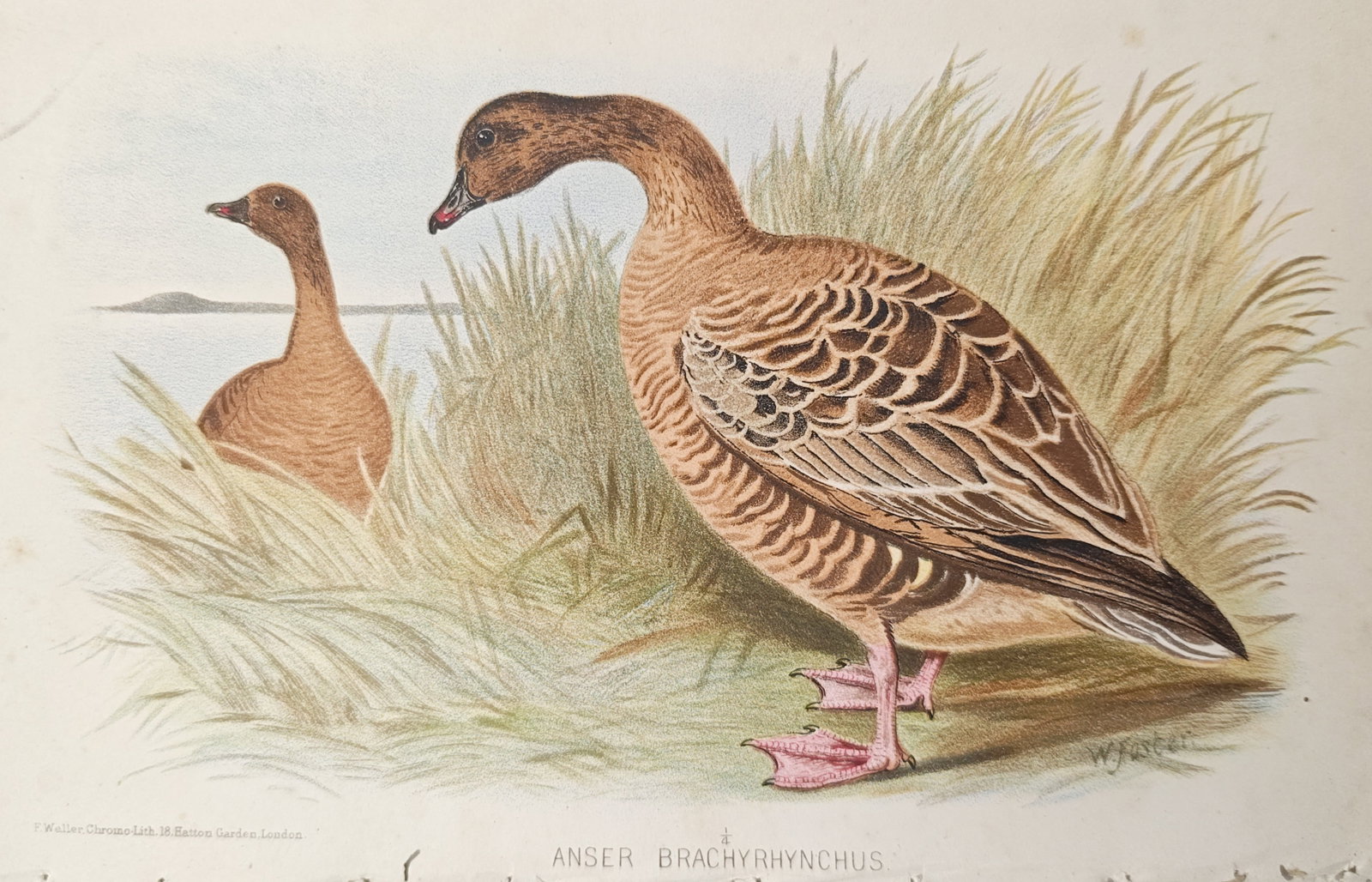 William Foster – Pink-Footed Goose (Anser Brachyrhynchus) – Lithograph (19th Century) (1 of 2)