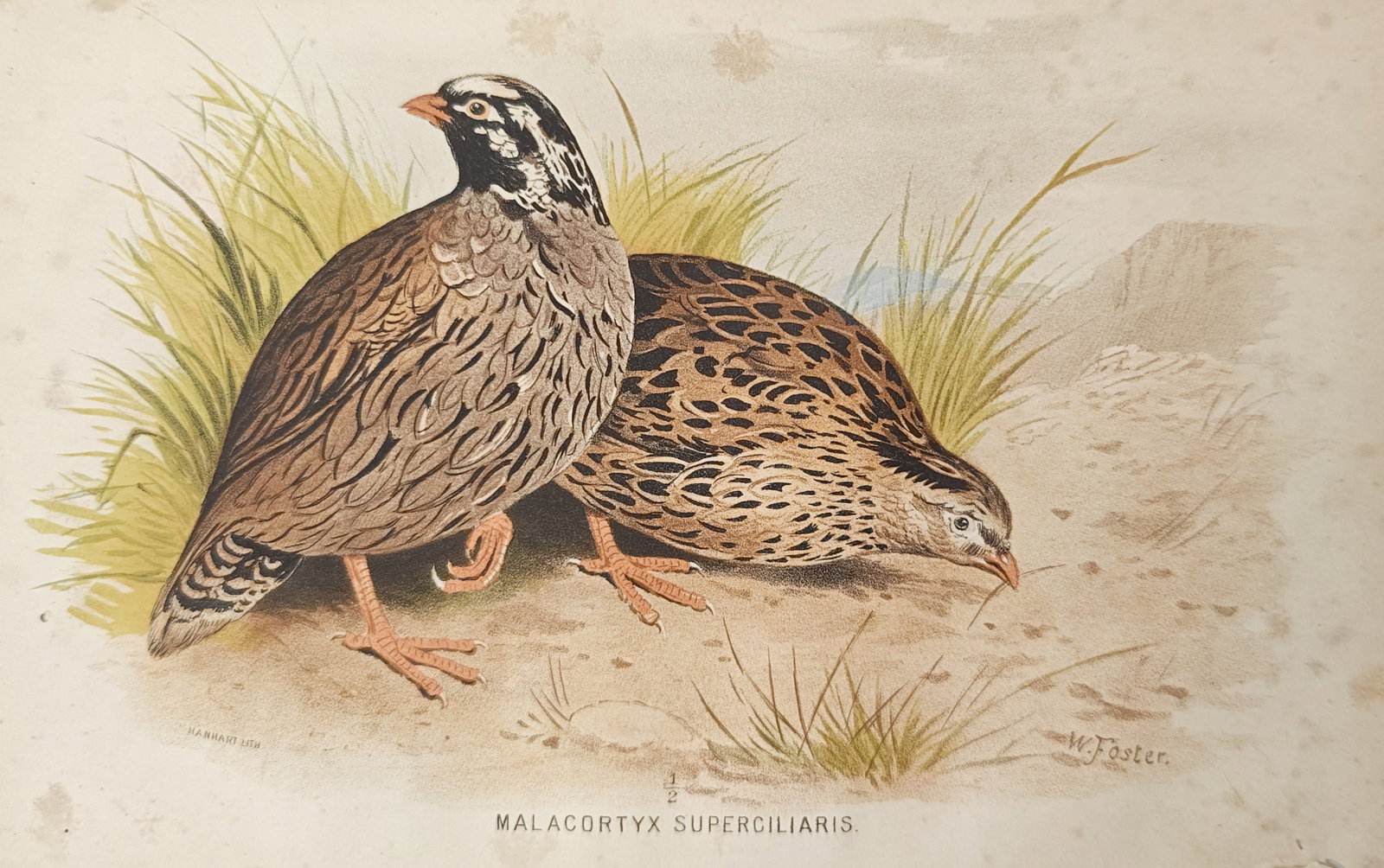 William Foster – Himalayan Quail (Malacortyx Superciliaris) – Lithograph (19th Century) (1 of 2)