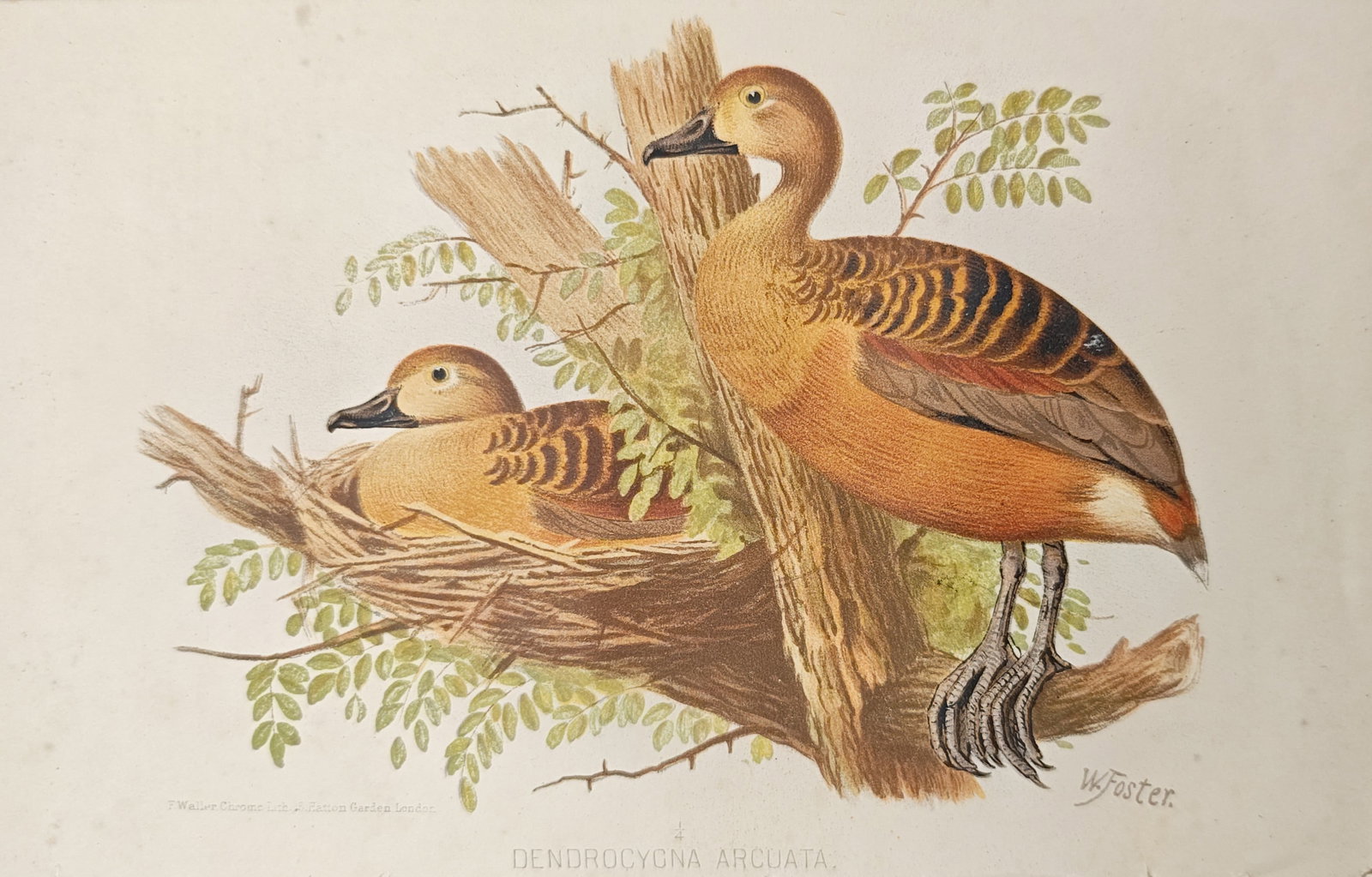 William Foster – Wandering Whistling Duck (Dendrocygna Arcuata) – Lithograph (19th Century) (1 of 2)