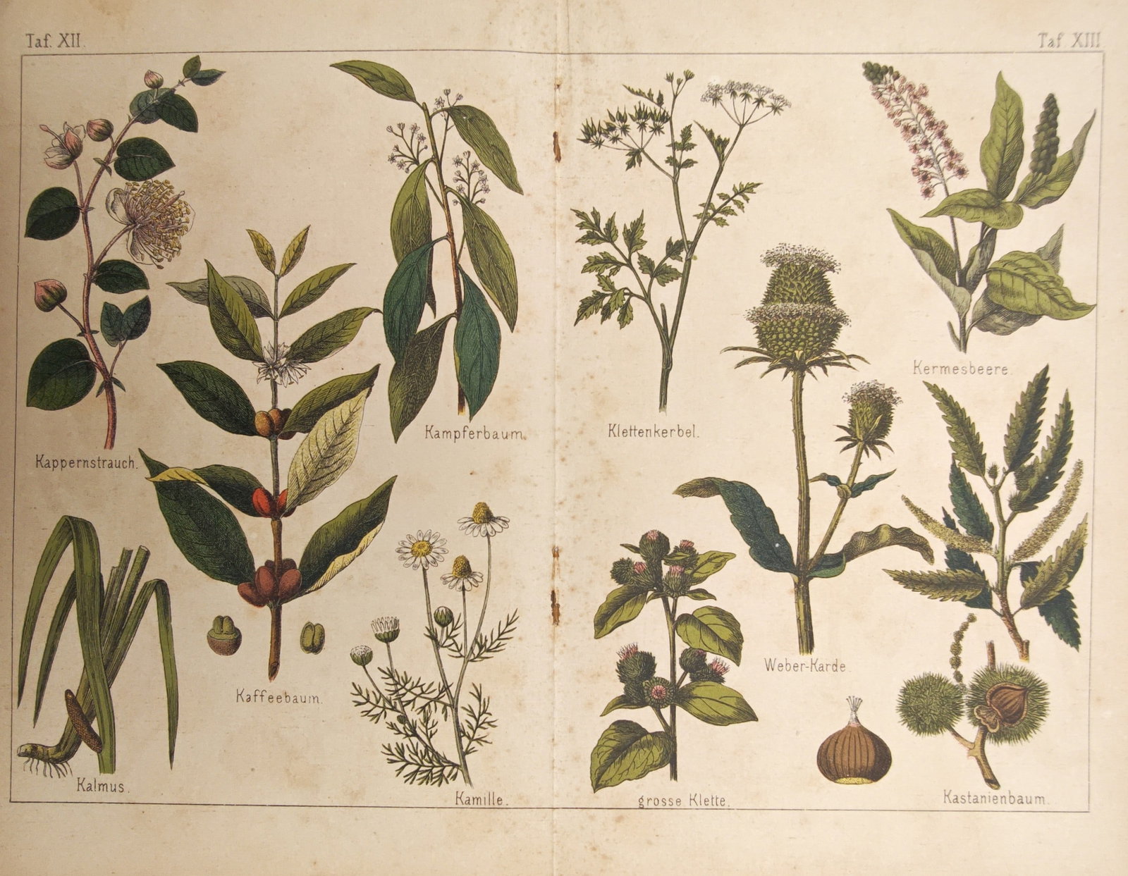 Moritz Fünfstück – Caper Bush, Coffee Tree, Camphor Tree – Lithograph (1886) (1 of 2)