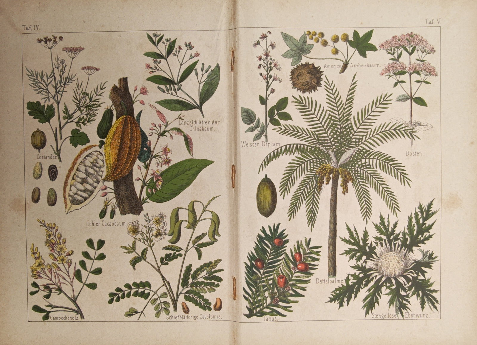 Moritz Fünfstück – Cocoa Tree and Date Palm Study – Lithograph (1886): "Cocoa Tree and Date Palm Study" presents a collection of botanical specimens illustrating prominent tropical trees, foliage, and flowering medicinal herbs. Rendered through detailed color lithography