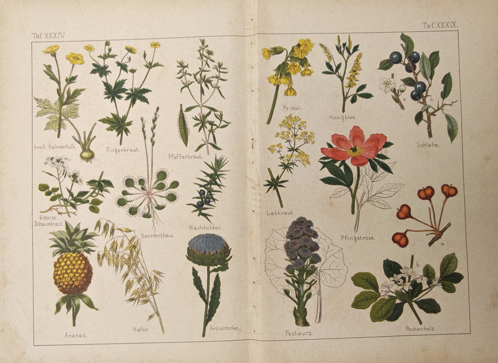 Moritz Fünfstück – Pineapple, Artichoke, and Peony Study – Lithograph (1886): "Pineapple, Artichoke, and Peony Study" illustrates a diverse array of botanical specimens featuring cultivated crops, flowering herbs, and medicinal plants. Rendered through color lithography in 1886