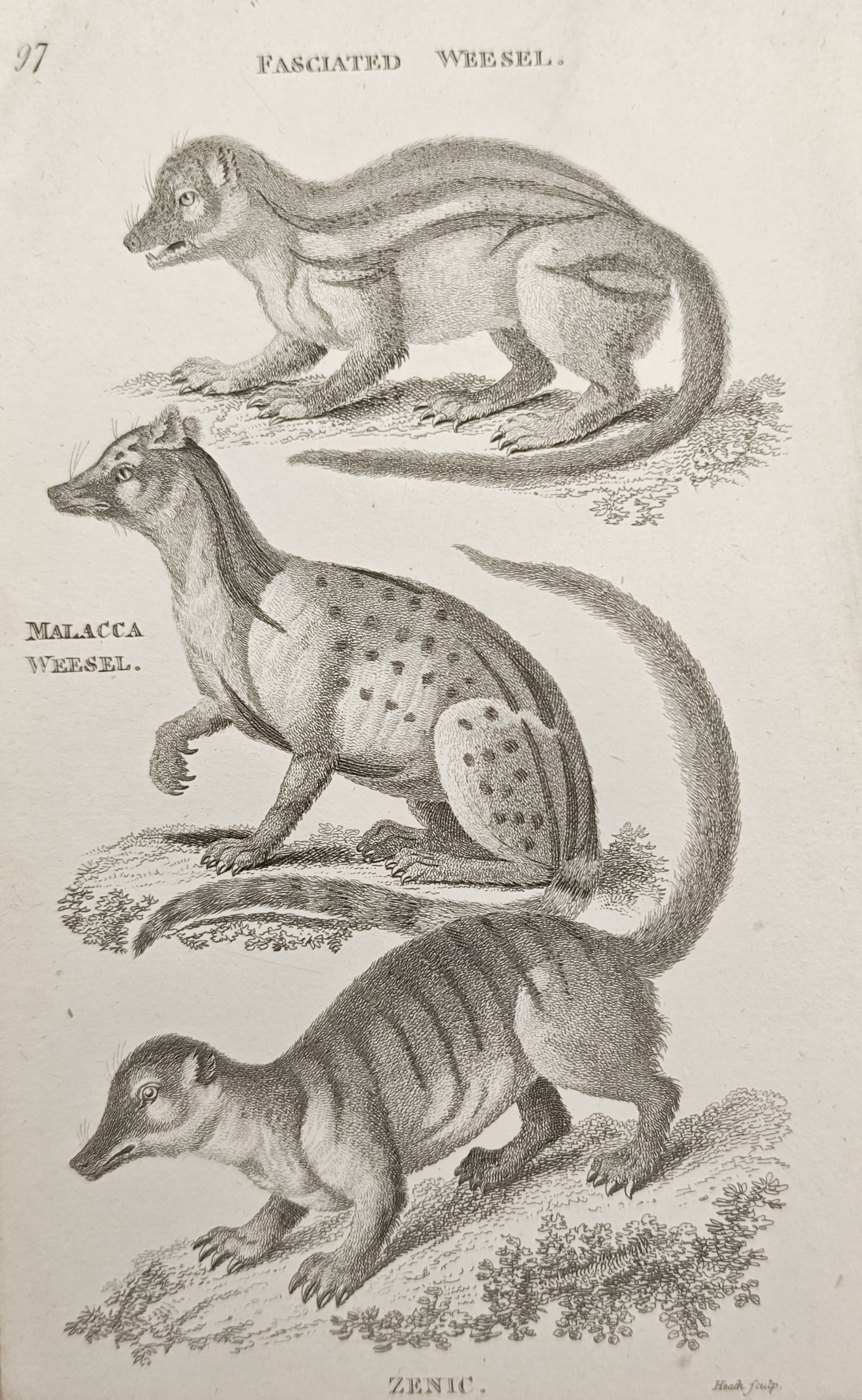 George Shaw – Fasciated Weasel, Malacca Weasel, and Zenic – Engraving (1800) (1 of 2)