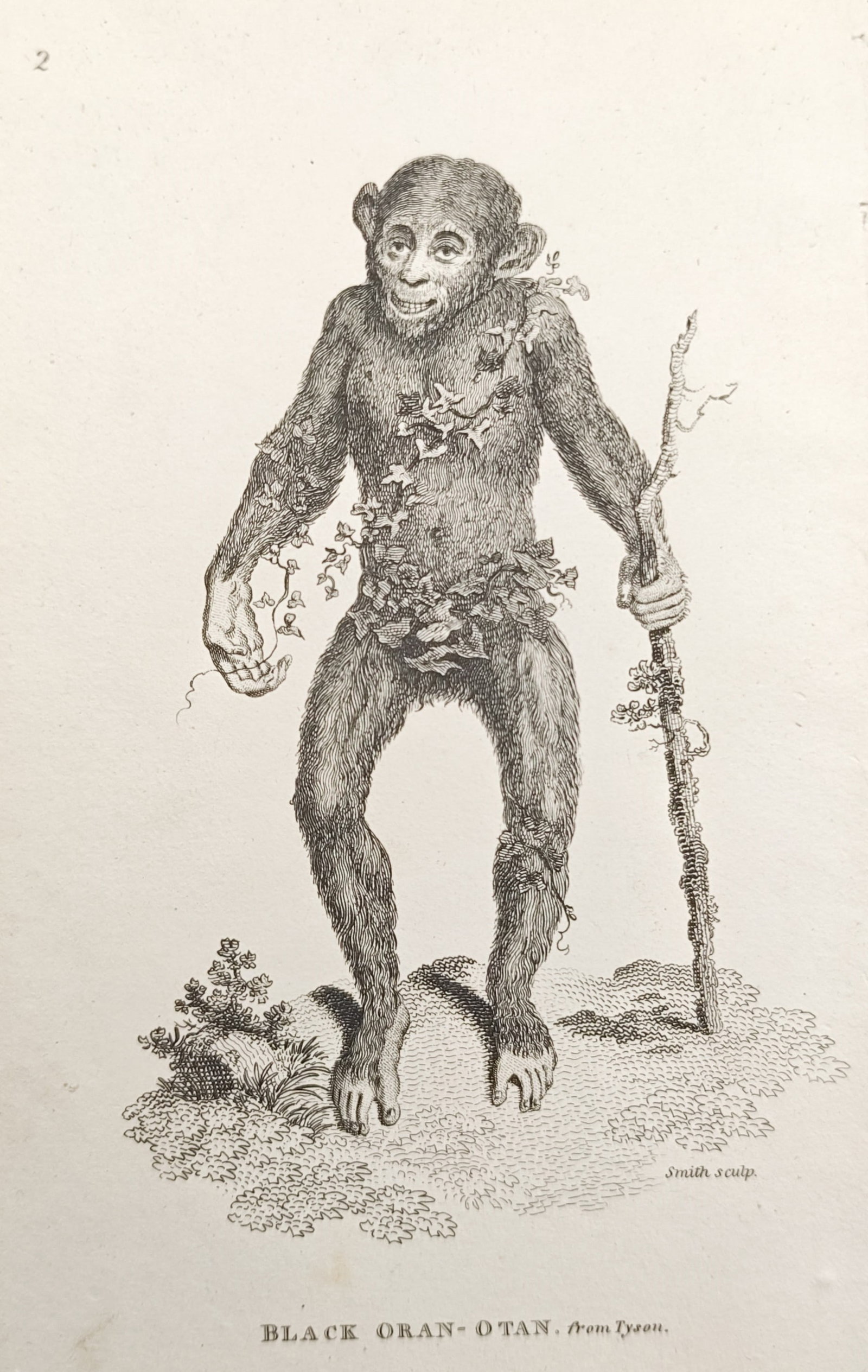 George Shaw – Black Orang-Utan after Edward Tyson – Engraving (1800): "Black Orang-Utan from Tyson" presents a historical primatological study illustrating an anthropomorphic ape standing upright with a walking staff and leafy adornments based on Edward Tyson's landmark