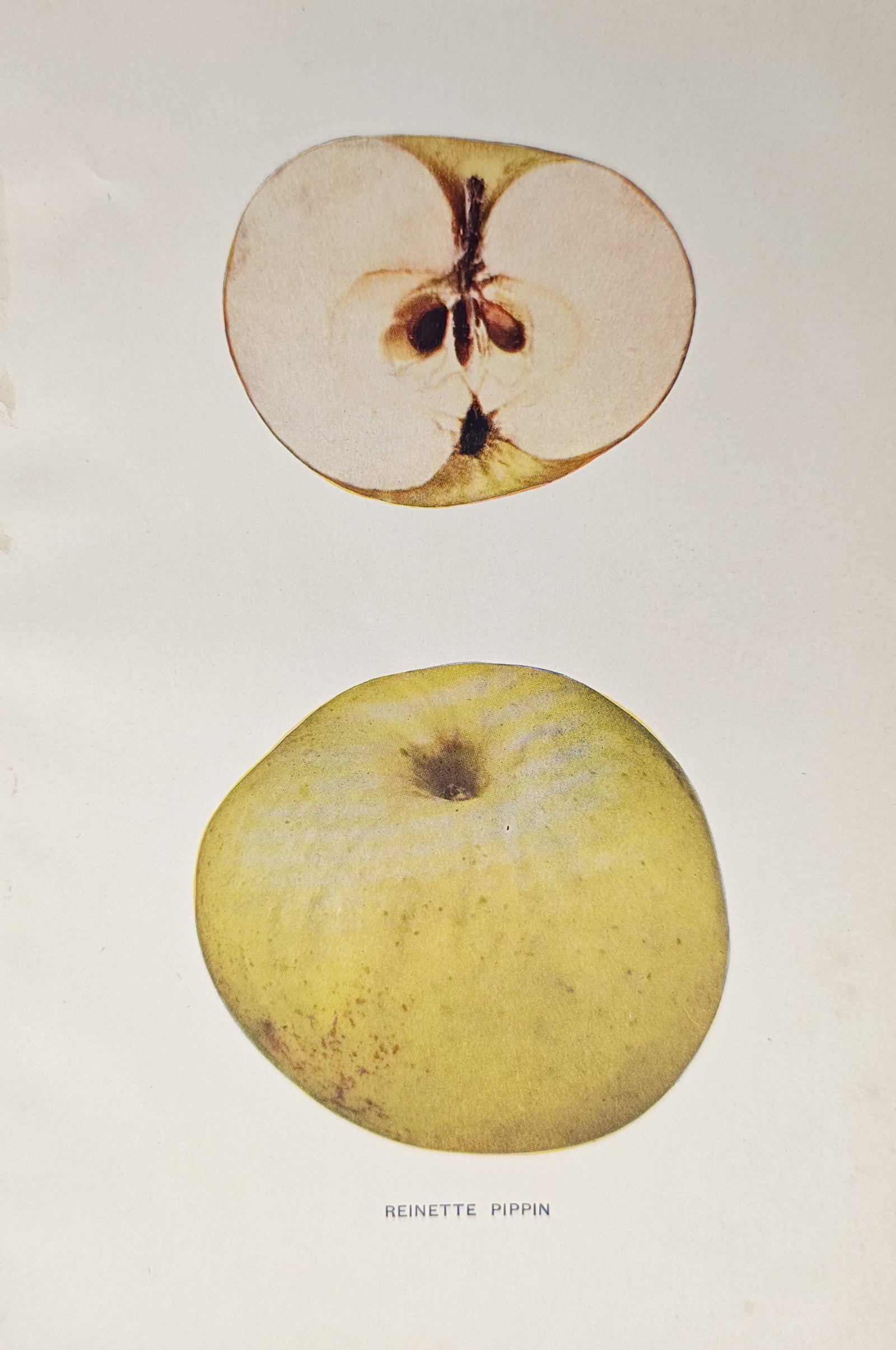 Spencer Ambrose Beach – Reinette Pippin Apple Variety – Lithograph (1905) (1 of 2)
