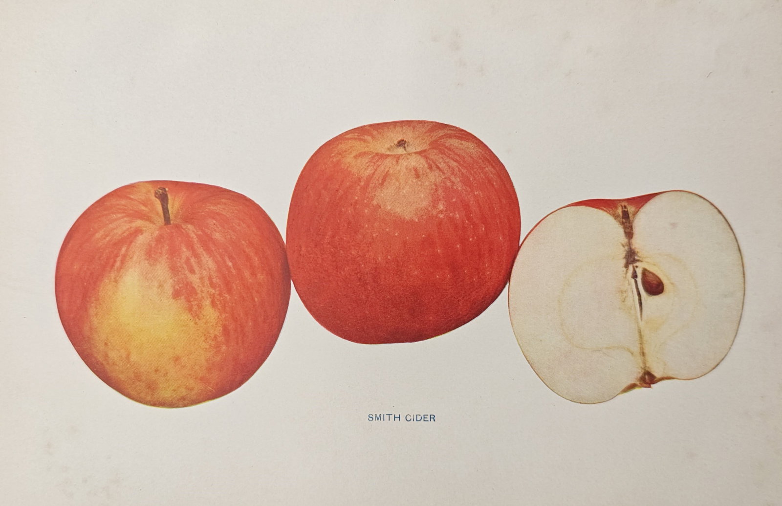Spencer Ambrose Beach – Smith Cider Apple Cultivar – Lithograph (1905): "Smith Cider" presents a botanical and pomological study displaying whole specimens and an internal cross-section showing seed structure and flesh characteristics of the American cider apple cultivar.