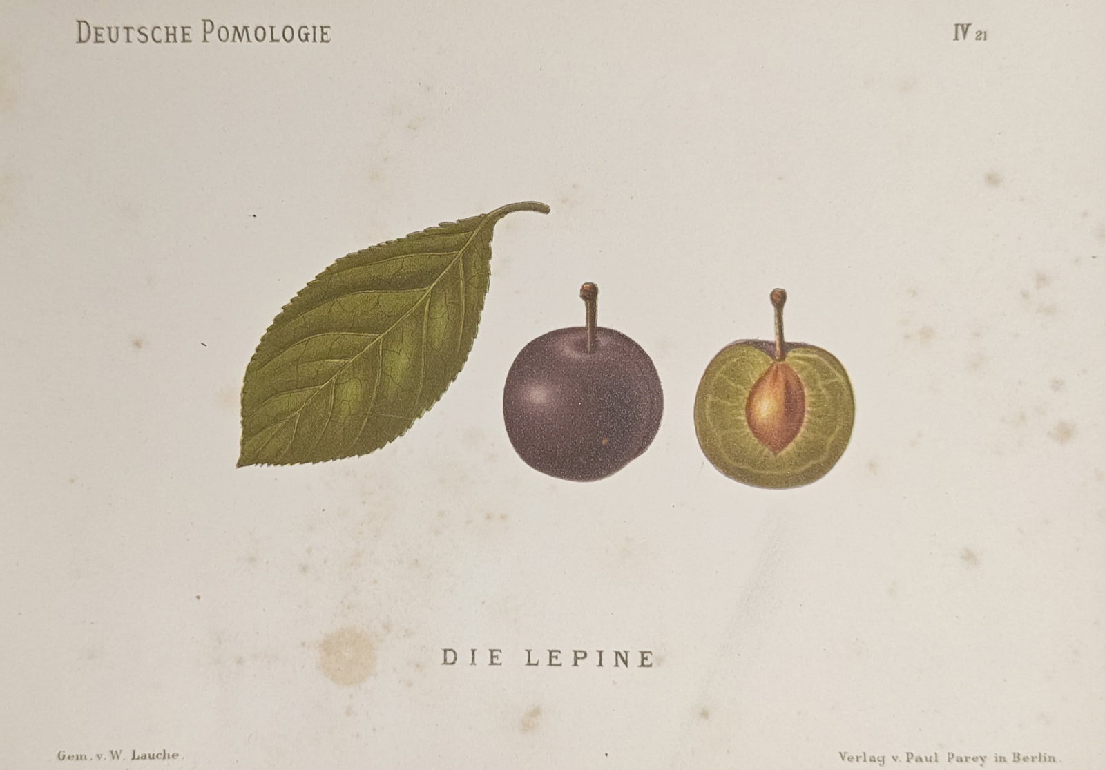 Wilhelm Lauche – The Lepine Plum Variety – Lithograph (19th Century) (1 of 2)