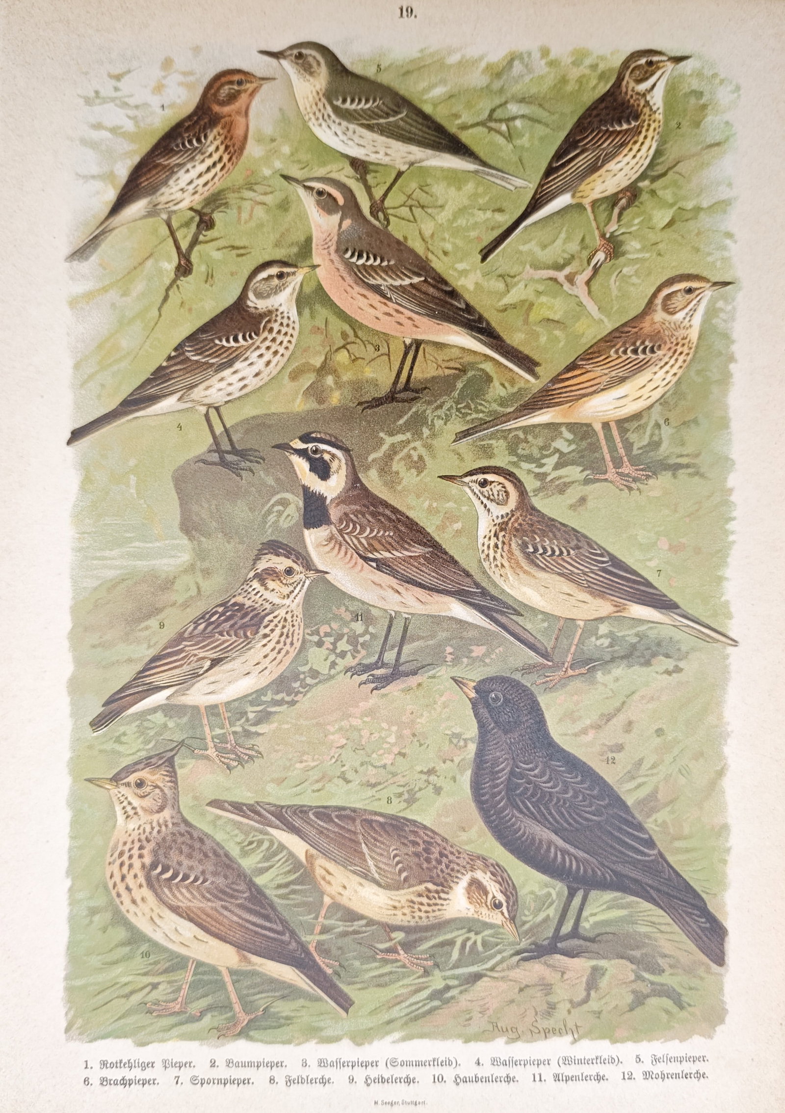 Johann Friedrich Naumann – Pipit and Lark Species Study – Lithograph (1897–1905) (1 of 2)