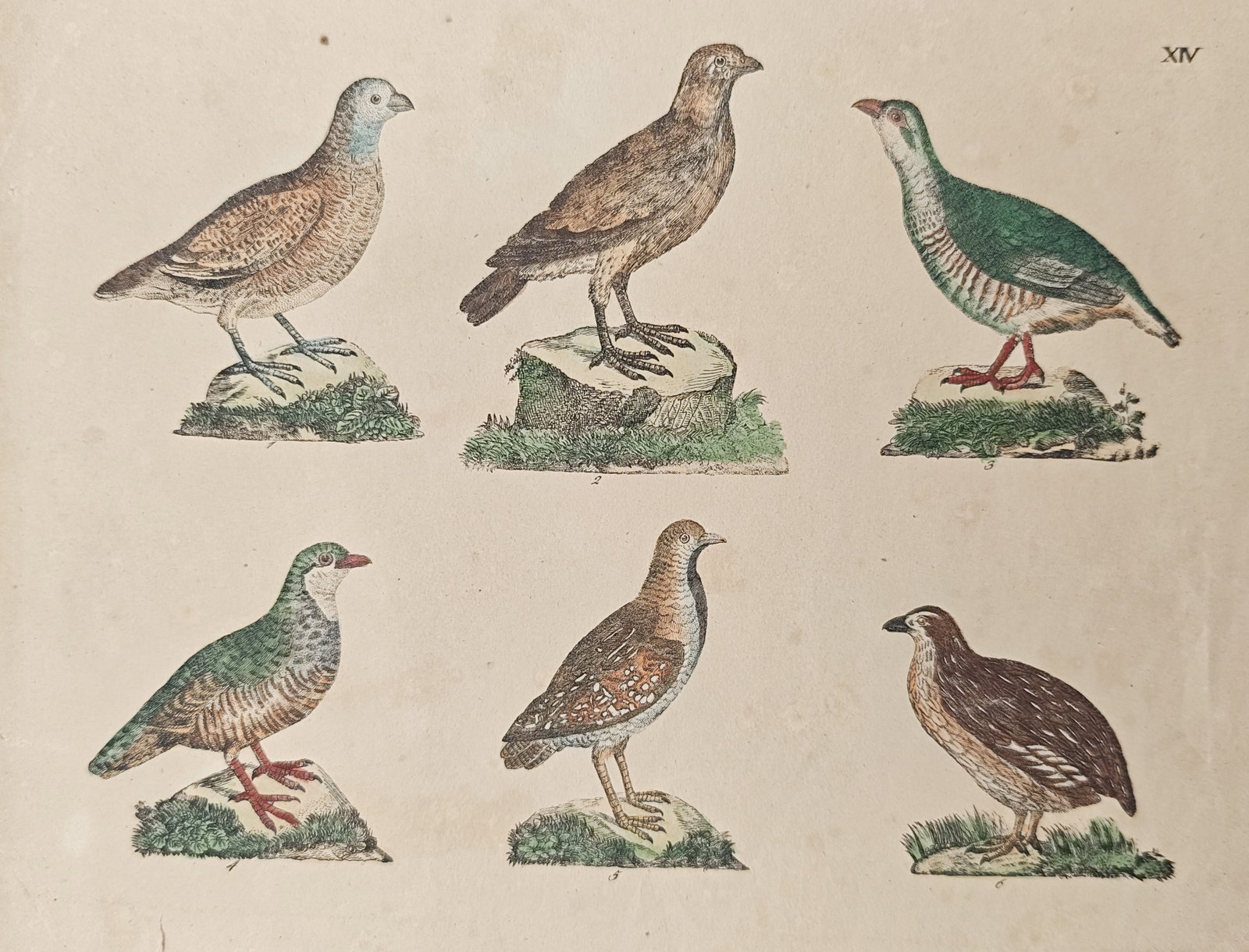 Friedrich Justin Bertuch – Partridge and Quail Species Study – Engraving (1790–1830) (1 of 2)