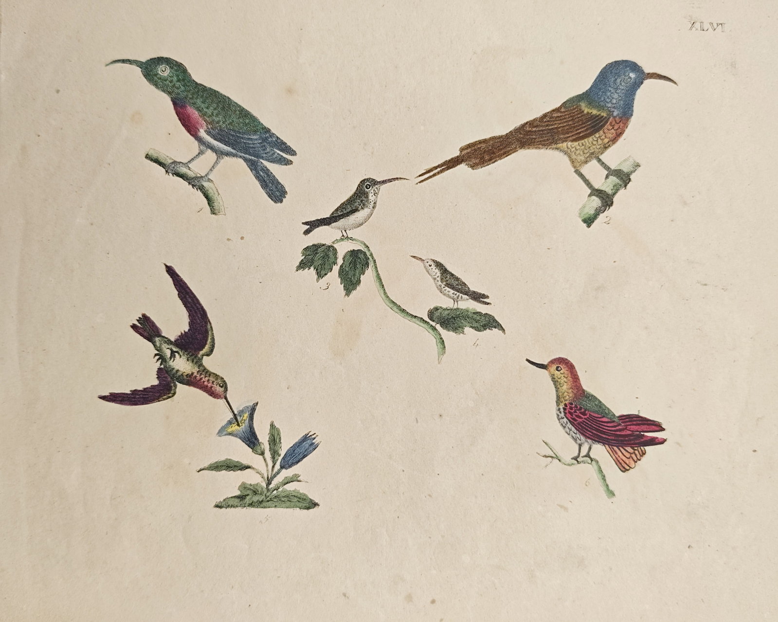 Friedrich Justin Bertuch – Hummingbird and Sunbird Species Study – Engraving (1790–1830): "Hummingbird and Sunbird Species Study" presents an ornithological survey illustrating various vibrant nectar-feeding birds perched on small branches and hovering near flowering plants. Rendered throu