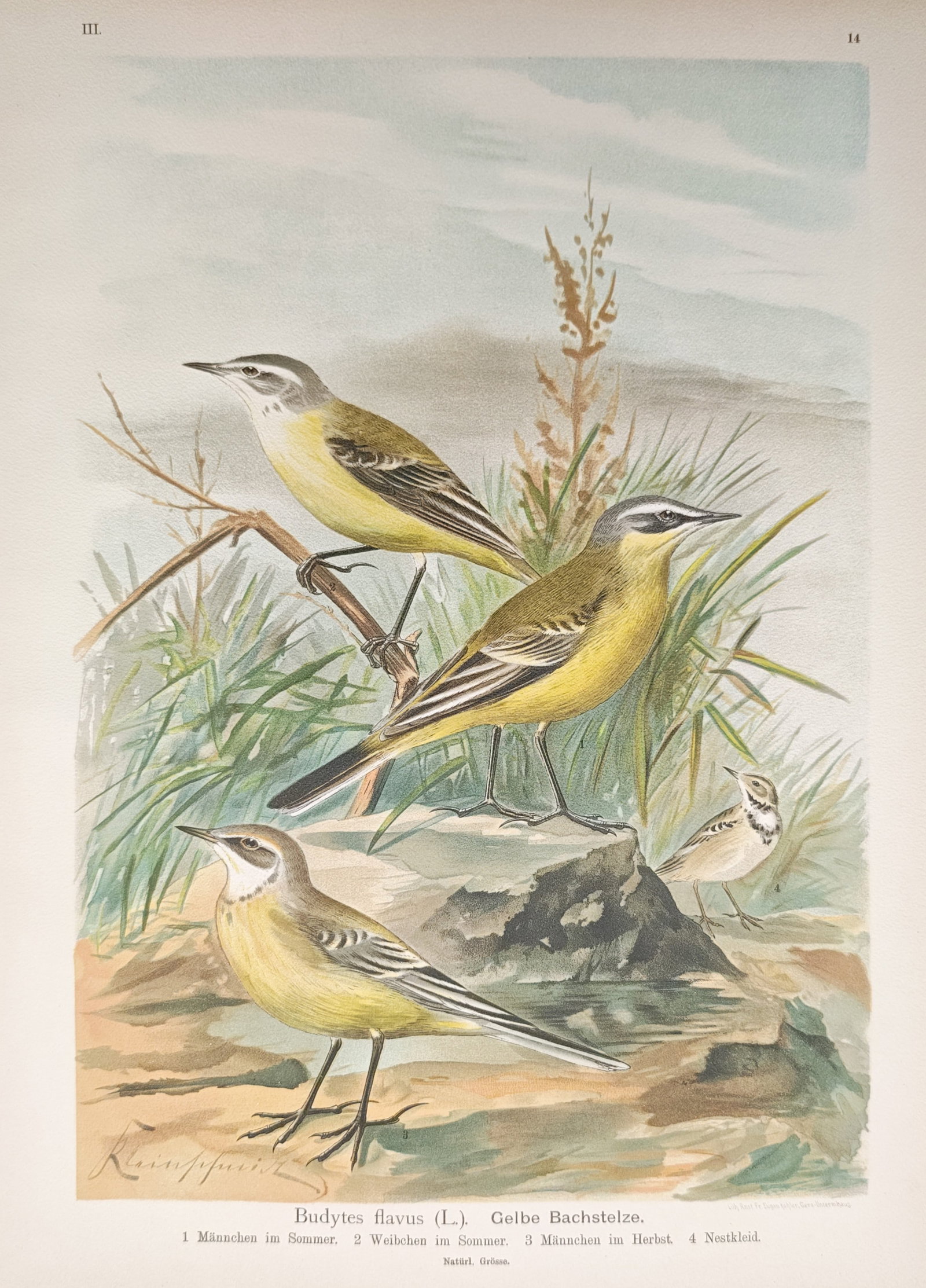 Johann Friedrich Naumann – Yellow Wagtail Plumage Variations – Lithograph (1897–1905): "Yellow Wagtail" presents a detailed ornithological study illustrating the species in various seasonal plumages and life stages within a natural wetland and grassy habitat. Rendered through chromolith