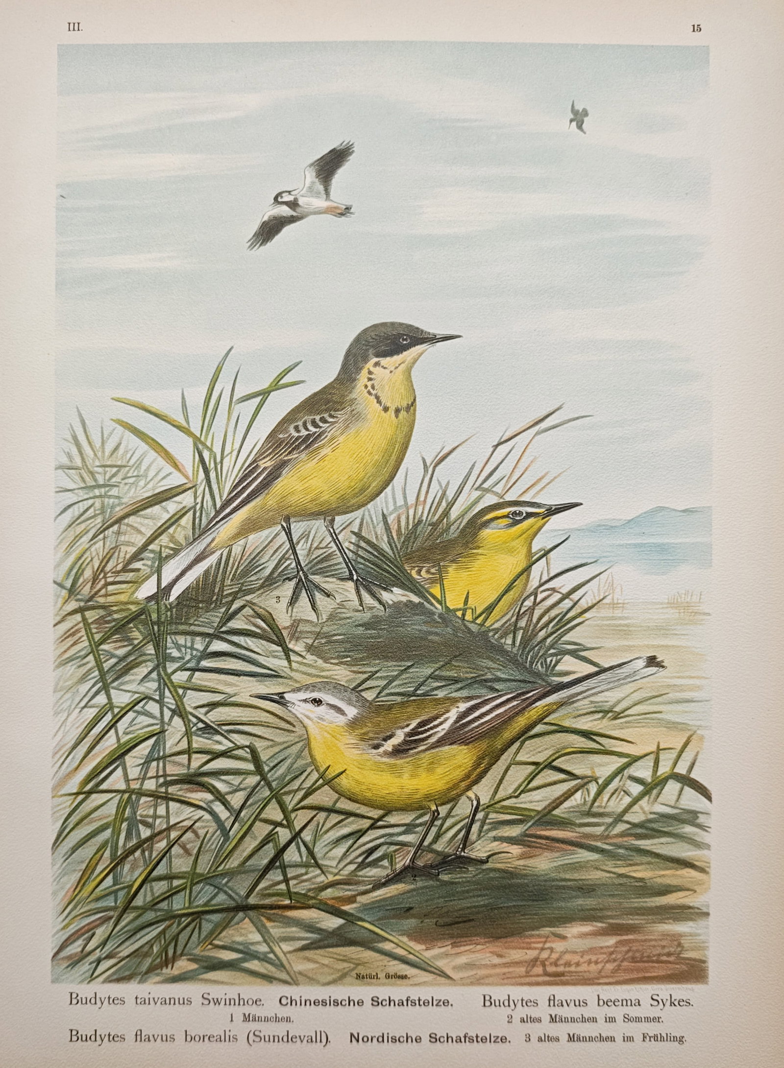 Johann Friedrich Naumann – Eastern and Northern Yellow Wagtail Subspecies Study – Lithograph (1 of 2)