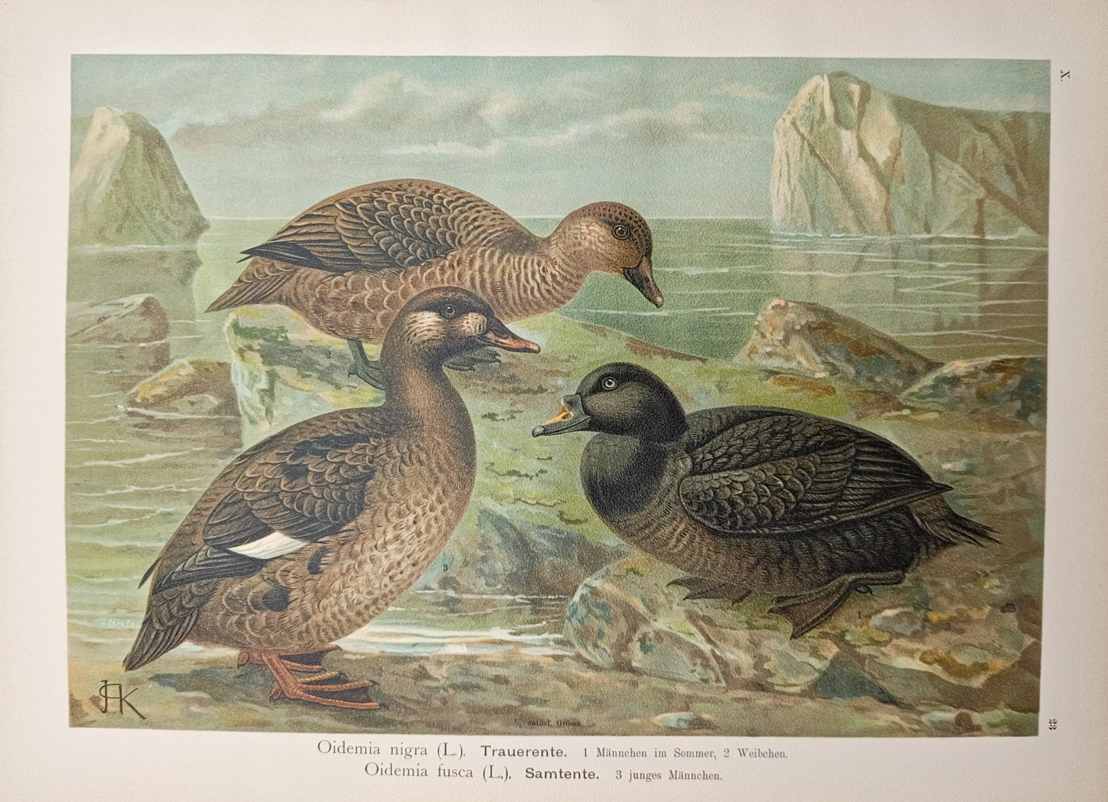Johann Friedrich Naumann – Common Scoter and Velvet Scoter Sea Ducks – Lithograph (1 of 2)