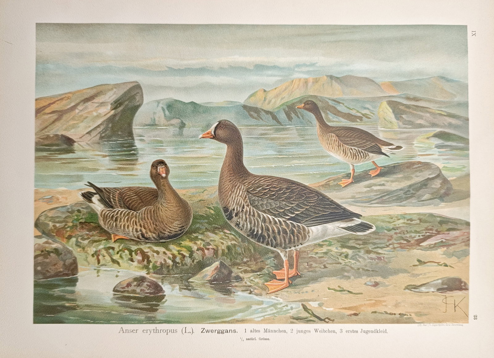 Johann Friedrich Naumann – Lesser White-fronted Goose Study – Lithograph (1897–1905): "Lesser White-fronted Goose" presents a detailed ornithological study illustrating the waterfowl species in adult and juvenile plumages set against a rocky shoreline and mountain landscape. Rendered t