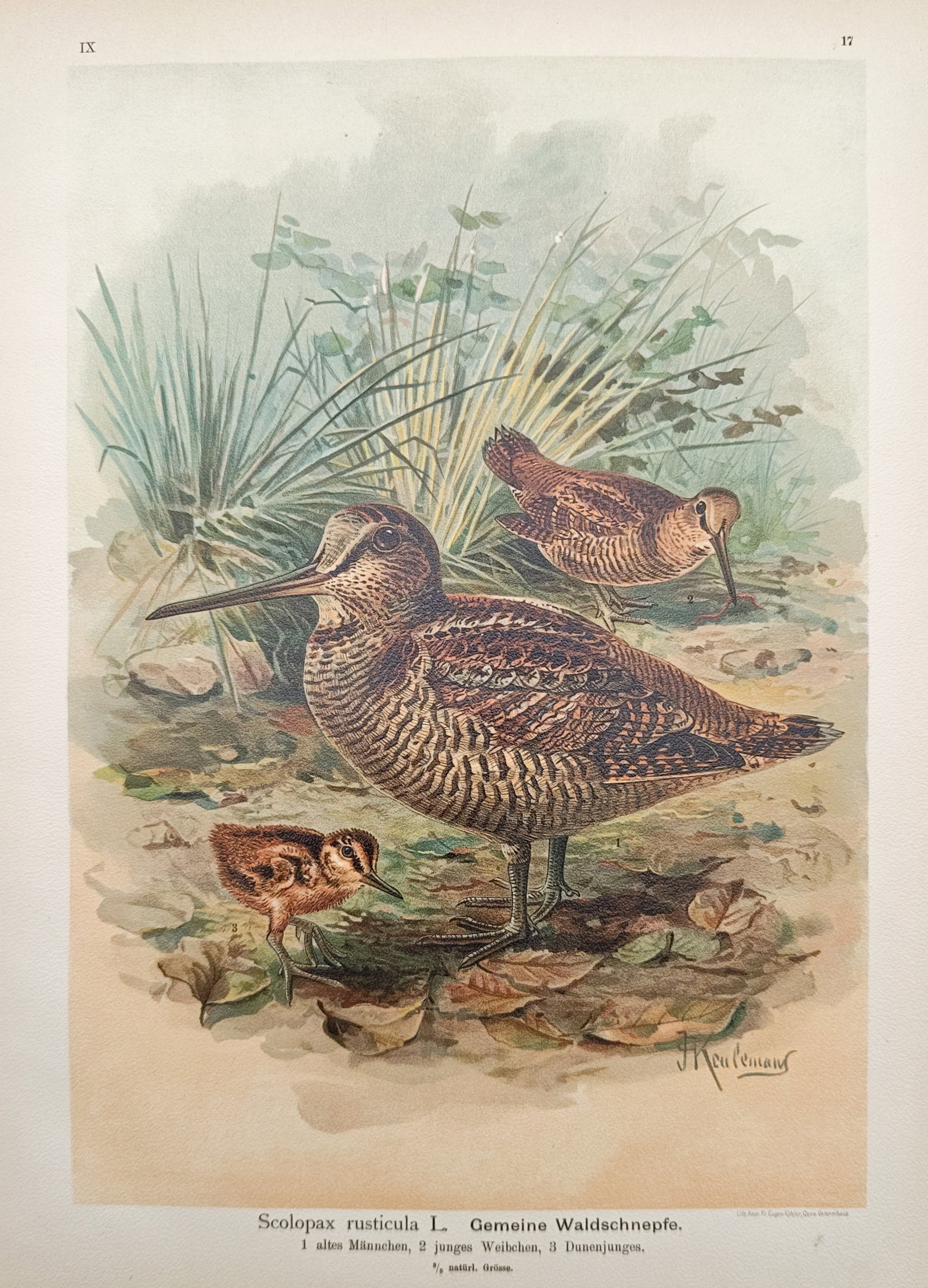 Johann Friedrich Naumann – Eurasian Woodcock Study – Lithograph (1897–1905): "Common Woodcock" presents a detailed ornithological study illustrating the woodland wader species across different life stages and plumages within a natural forest floor habitat. Rendered through chr