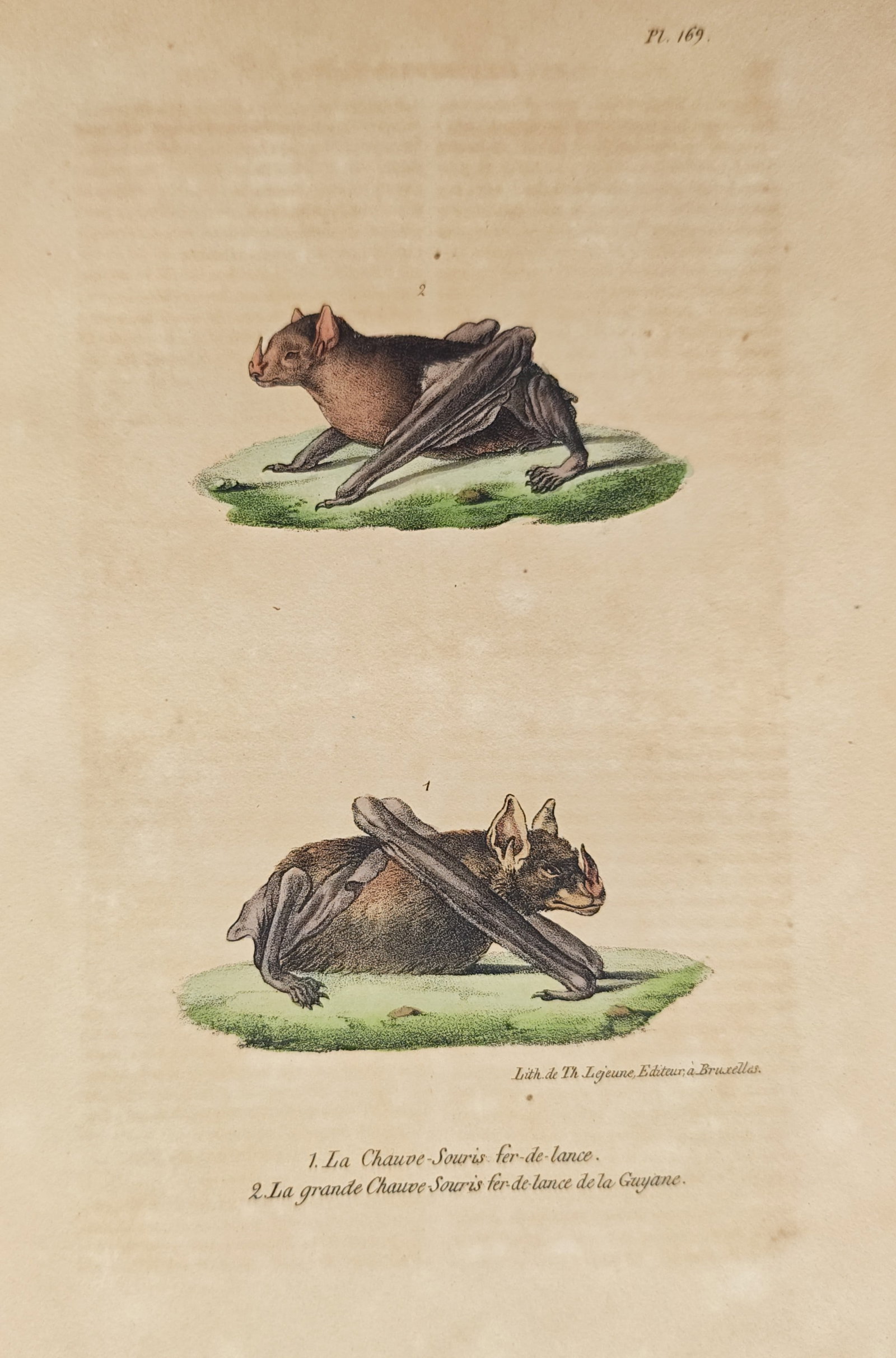 Théodore Lejeune – Spear-Nosed Bat Species Study – Lithograph (19th Century): "Spear-Nosed Bat Species Study" presents a zoological survey illustrating various bat specimens resting upon grassy terrain patches. Rendered through color lithography in the nineteenth century, the p