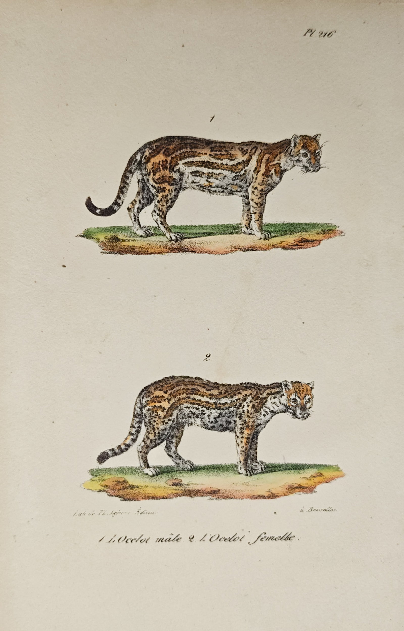Théodore Lejeune – Male and Female Ocelot Study – Lithograph (19th Century): "Male Ocelot and Female Ocelot" presents a zoological survey illustrating the wild feline species in profile upon grassy terrain patches. Rendered through color lithography in the nineteenth century, 