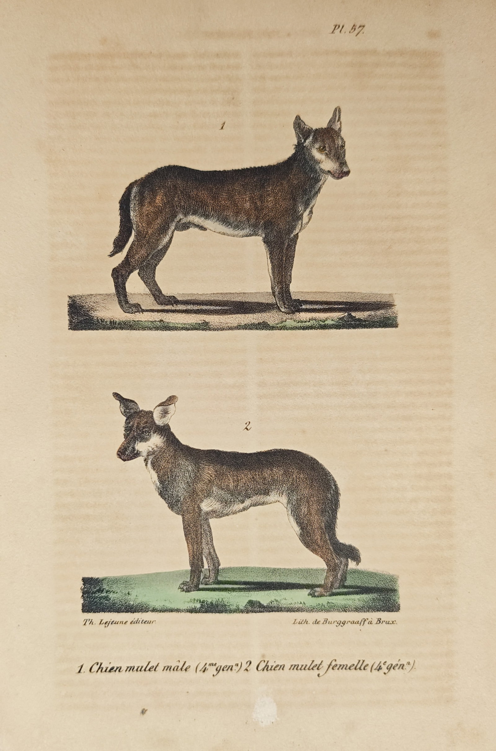 Théodore Lejeune – Male and Female Hybrid Dog Study – Lithograph (19th Century): "Male Hybrid Dog and Female Hybrid Dog" presents a zoological study illustrating male and female canine specimens standing in profile upon ground mounds. Rendered through color lithography in the nine