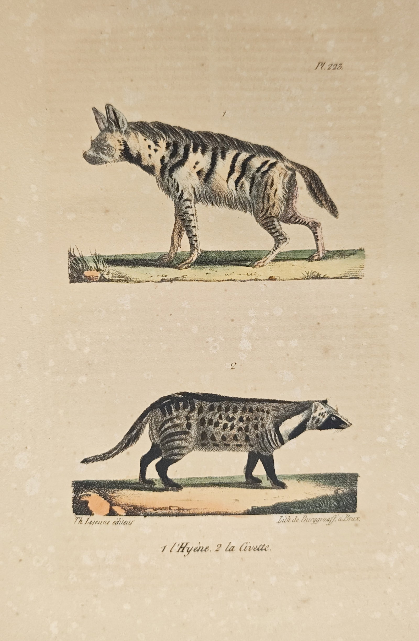 Théodore Lejeune – Striped Hyena and African Civet Study – Lithograph (19th Century): "Hyena and Civet" presents a zoological survey illustrating carnivoran mammal specimens standing in profile upon ground mounds. Rendered through color lithography in the nineteenth century, the plate 