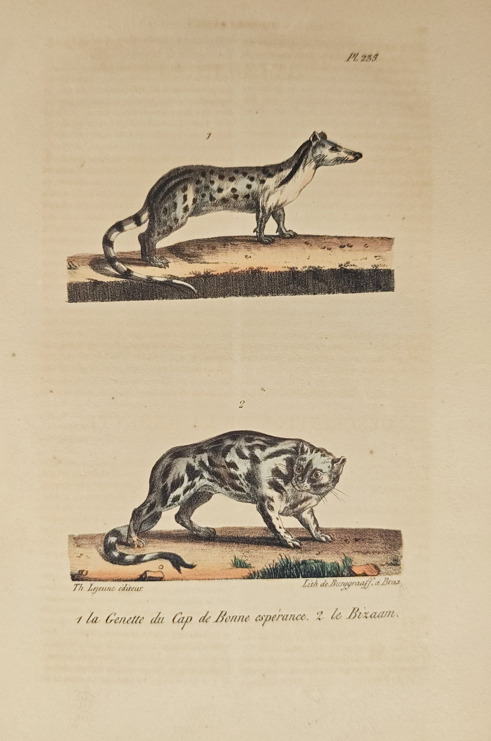 Théodore Lejeune – Cape Genet and Bizaam Study – Lithograph (19th Century): "Cape Genet and Bizaam" presents a zoological survey illustrating small carnivoran mammal specimens in profile upon ground mounds. Rendered through color lithography in the nineteenth century, the pla