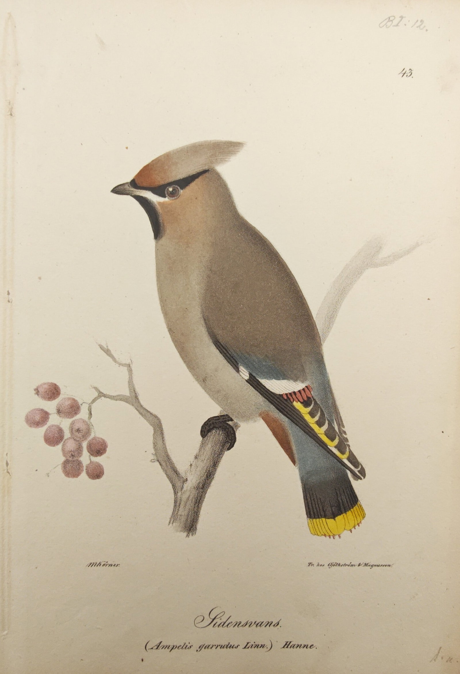 Magnus Körner – Bohemian Waxwing – Lithograph (19th Century): "Bohemian Waxwing Male" presents a nineteenth-century Scandinavian ornithological study depicting a male Bohemian waxwing perched upon a slender branch beside a cluster of berries, showcasing its dist