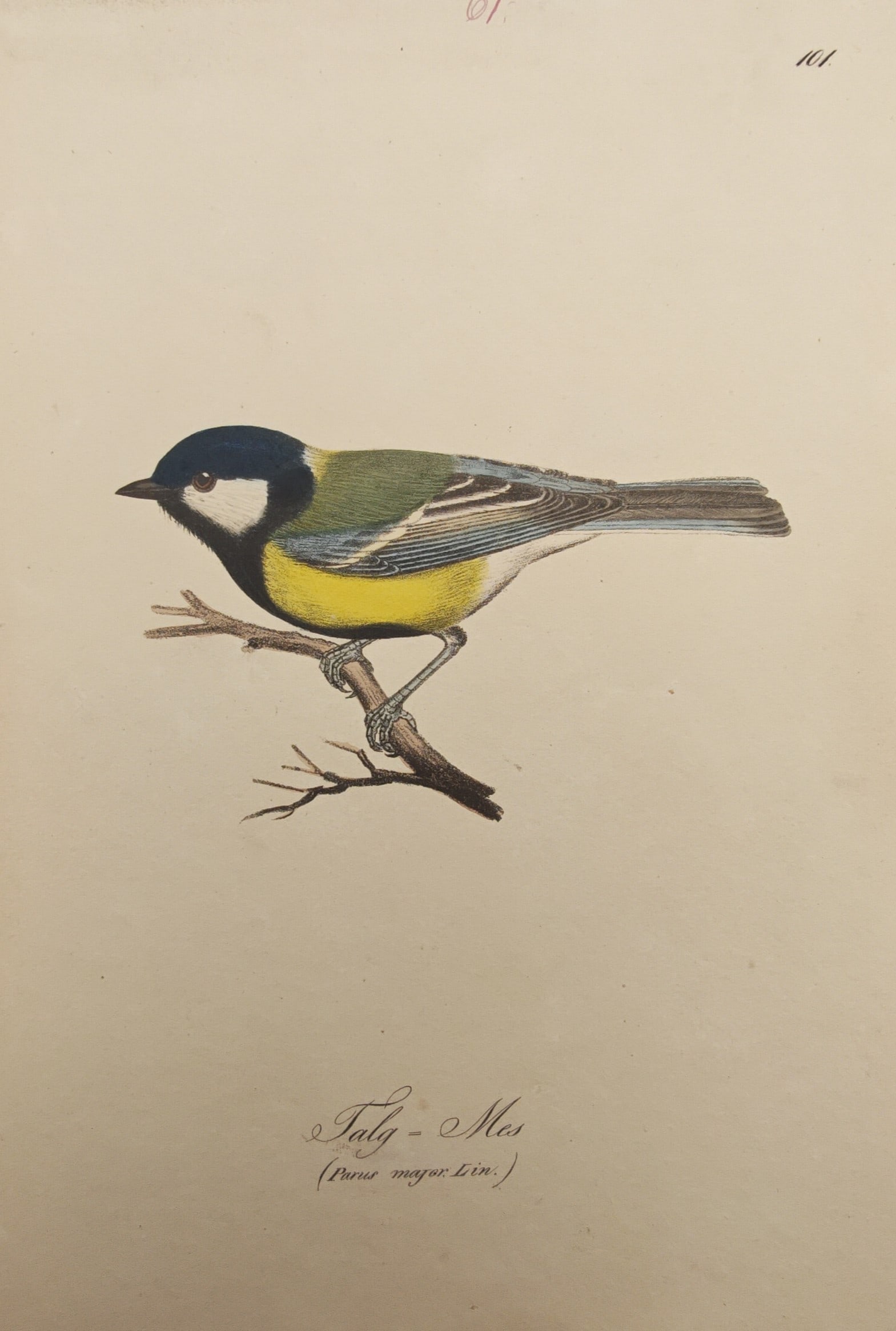 Magnus Körner – Great Tit – Lithograph (19th Century) (1 of 2)