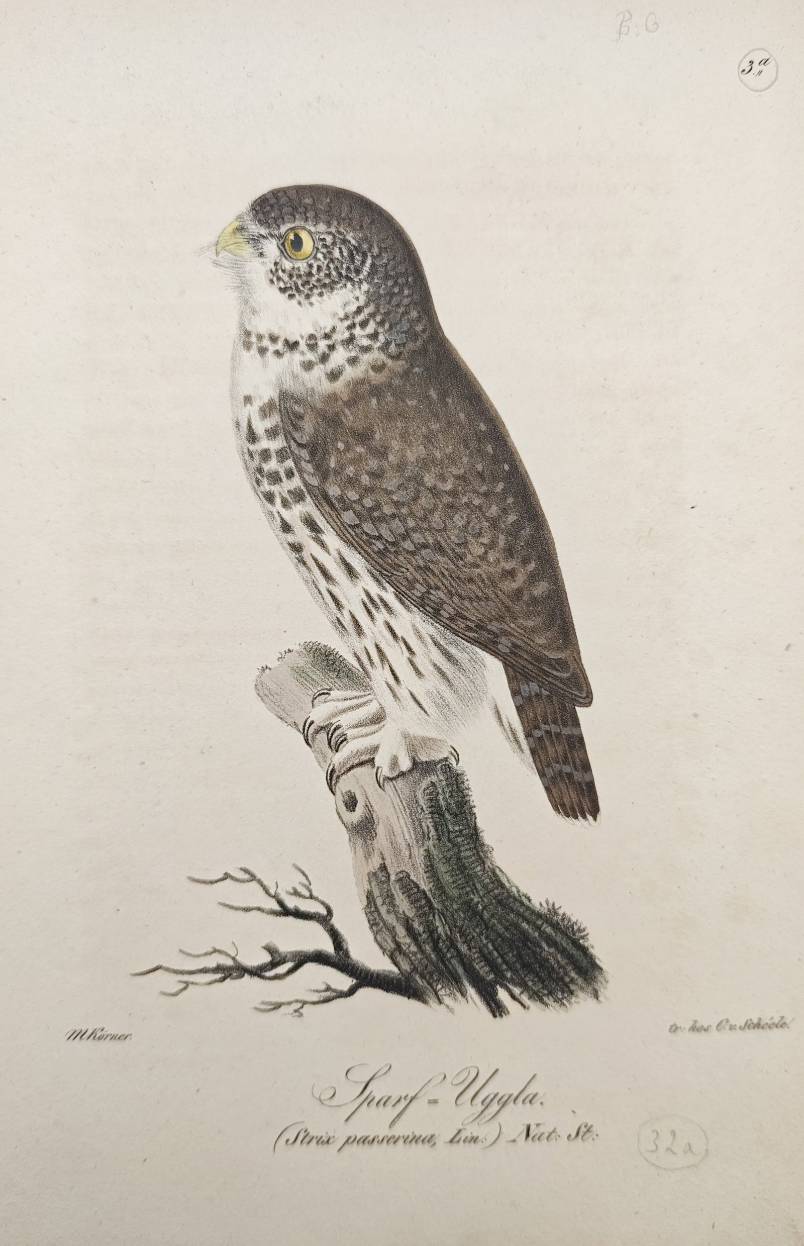Magnus Körner – Eurasian Pygmy Owl – Lithograph (19th Century): "Eurasian Pygmy Owl" presents a nineteenth-century Scandinavian ornithological study depicting a pygmy owl perched atop a weathered tree stump, showcasing its speckled plumage, sharp yellow eyes, and 