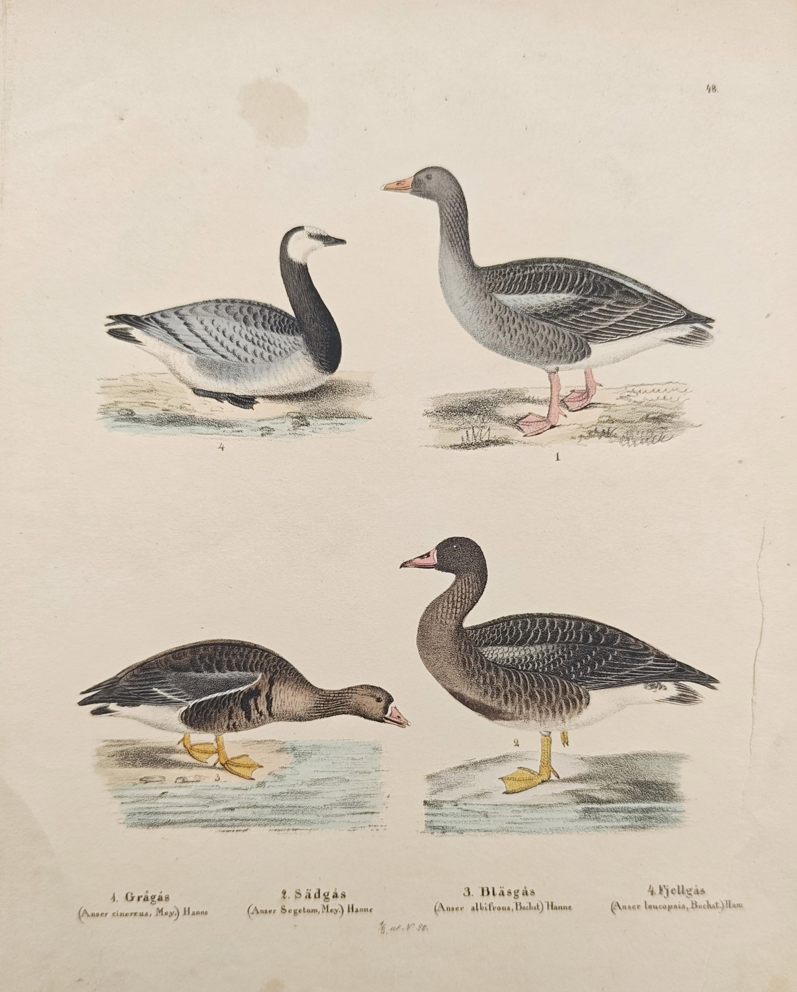 Sven Nilsson – Greylag Goose, Bean Goose, Greater White-Fronted Goose – Lithograph (1 of 2)