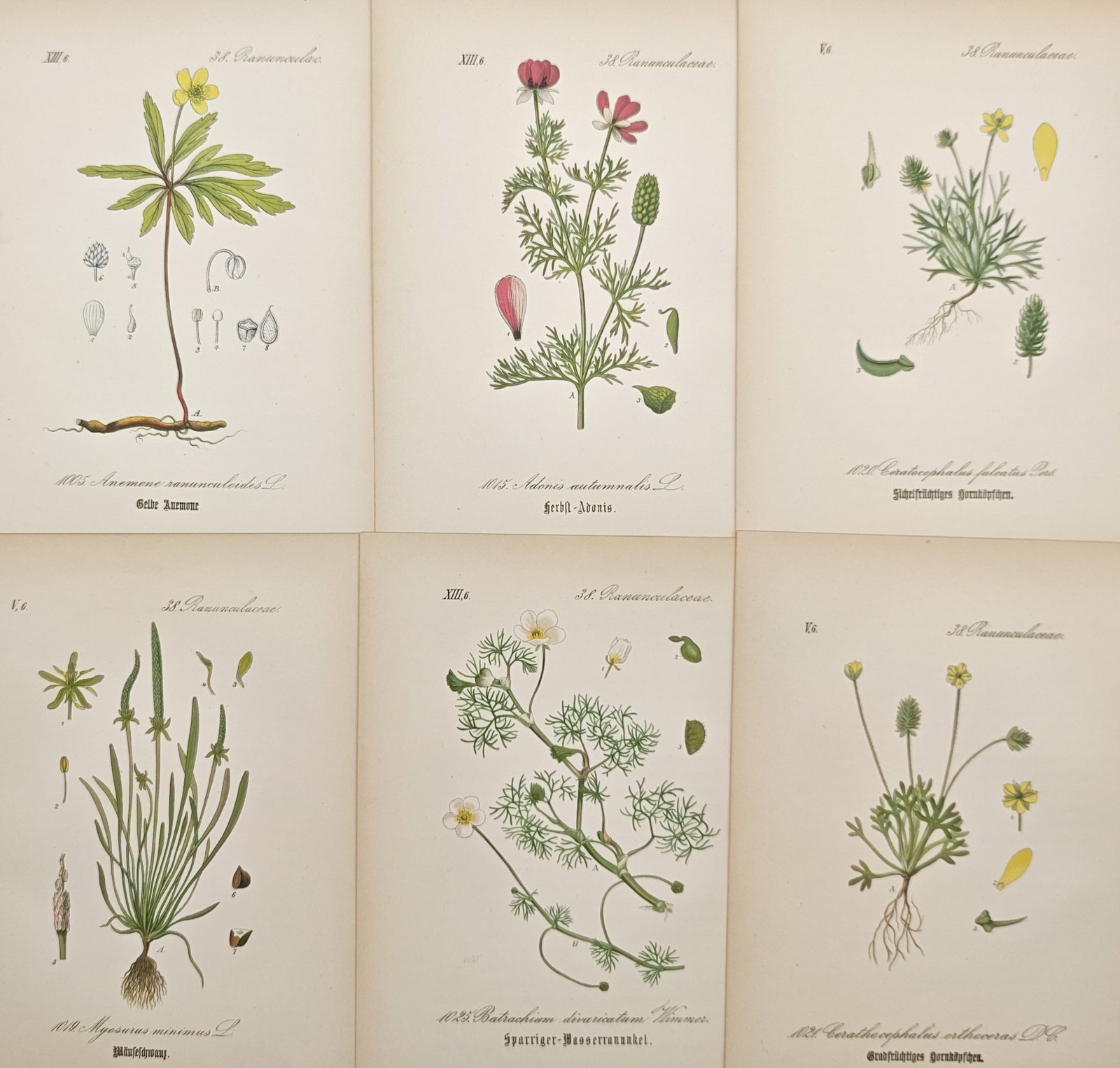 Jacob Sturm – Set of 6: Ranunculaceae Botanical Studies – Lithographs (19th Century): "Ranunculaceae Botanical Studies" presents a nineteenth-century German botanical suite of six prints illustrating flowering species of the buttercup family including wood anemone, autumn pheasant's ey