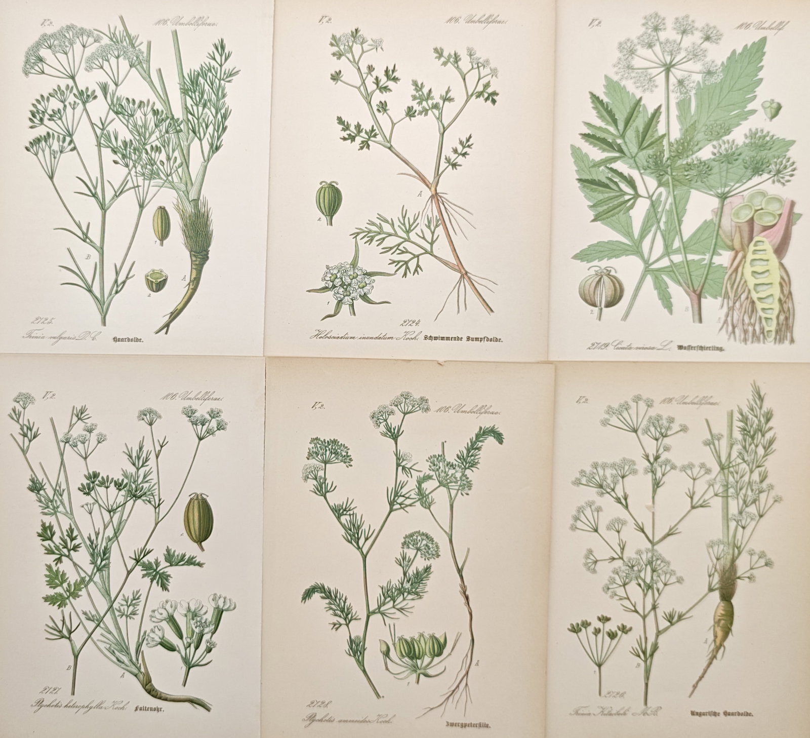 Jacob Sturm – Set of 6: Umbelliferae Botanical Studies – Lithographs (19th Century): "Umbelliferae Botanical Studies" presents a nineteenth-century German botanical suite of six prints illustrating flowering species of the carrot and parsley family including water hemlock, honewort, a