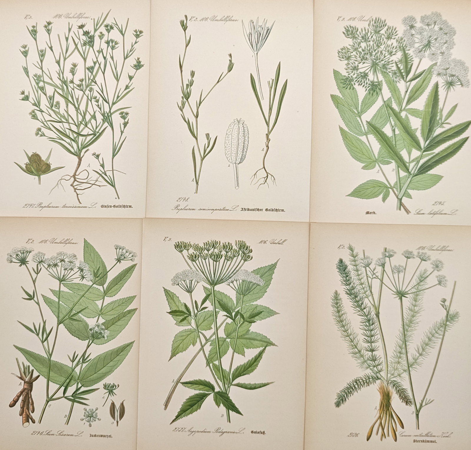 Jacob Sturm – Set of 6: Apiaceae Botanical Studies – Lithographs (19th Century): "Apiaceae Botanical Studies" presents a nineteenth-century German botanical suite of six prints illustrating various plants of the celery and parsley family including hare's ear, water parsnip, ground