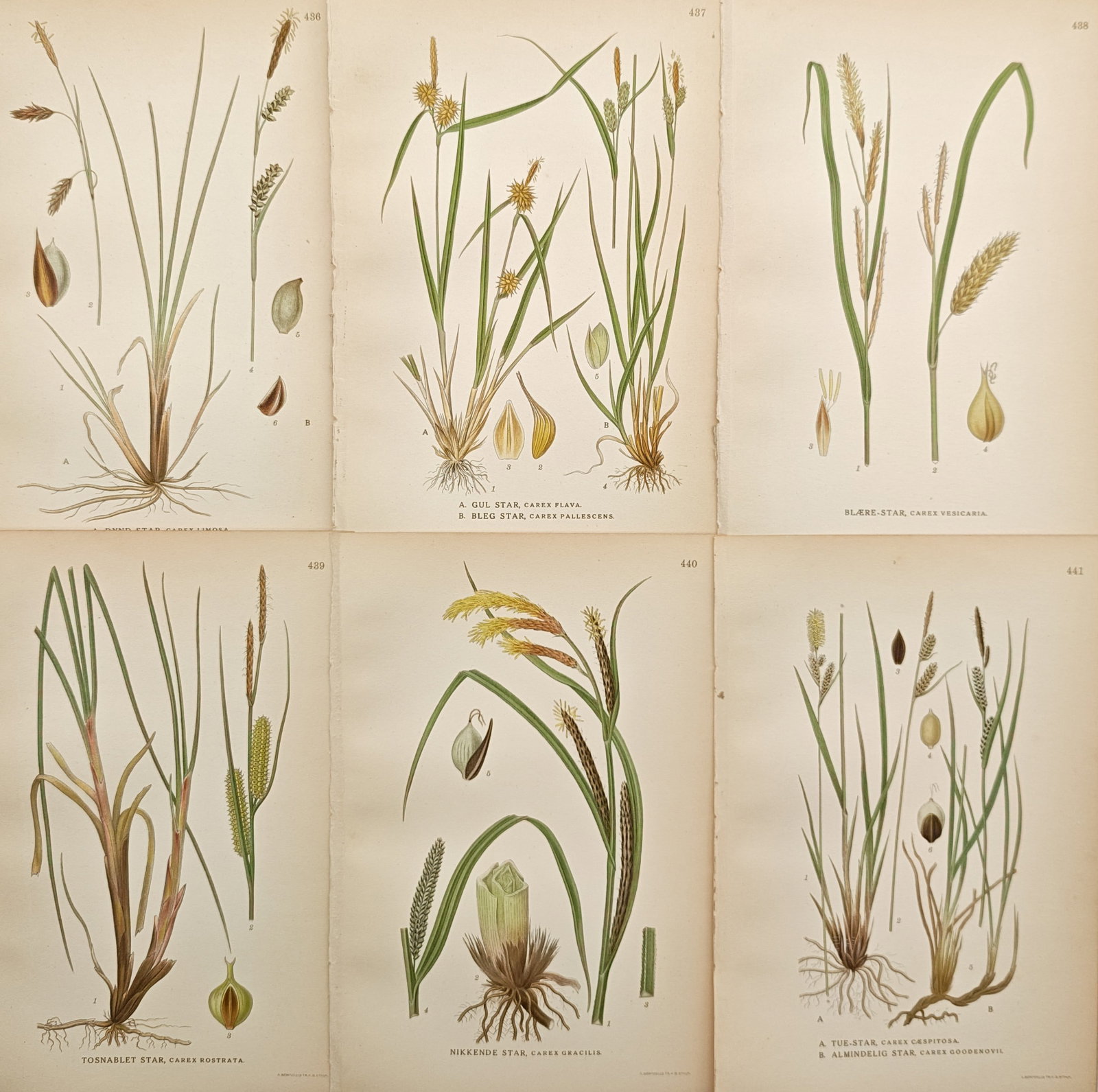 Carl Lindman – Set of 6: Sedge Botanical Studies – Lithographs (20th Century) (1 of 2)