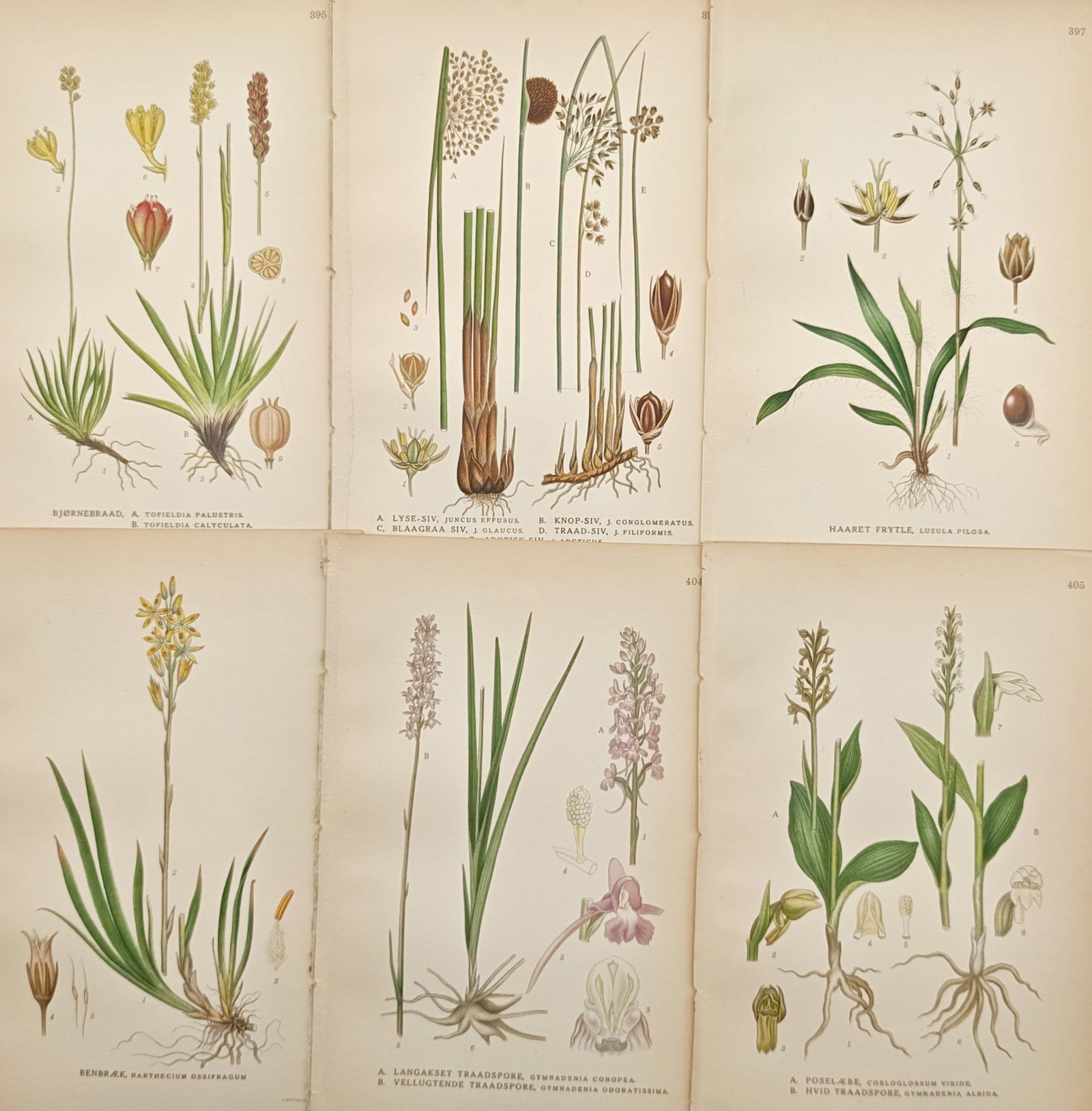 Carl Lindman – Set of 6: Asphodel, Rush, Wood-Rush, and Orchid Studies – Lithographs: "Asphodel, Rush, Wood-Rush, and Orchid Studies" presents a twentieth-century Scandinavian botanical suite of six prints illustrating various monocotyledonous wetland and meadow species including false