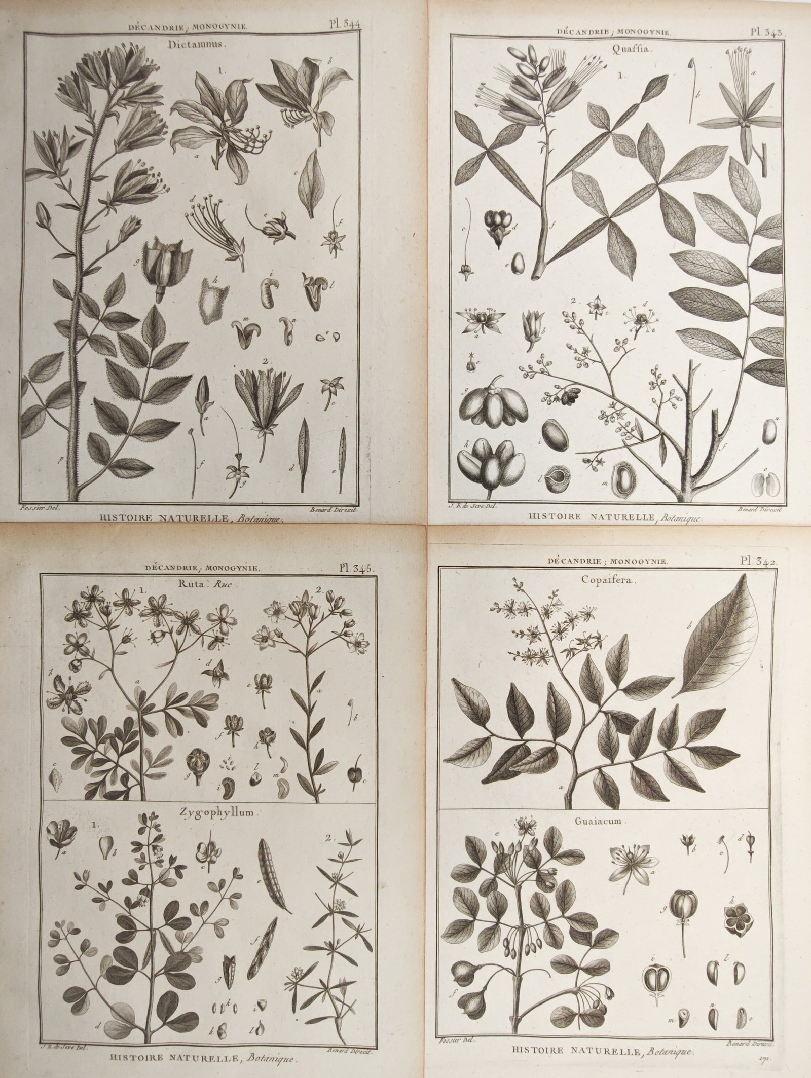 Robert Bénard – Set of 4: Leguminous and Tropical Plant Botanical Studies – Engravings: "Moringa, Caesalpinia, Parkinsonia, Guilandina, and Adenanthera" presents an eighteenth-century French scientific suite of four botanical prints illustrating various leguminous and tropical tree gener