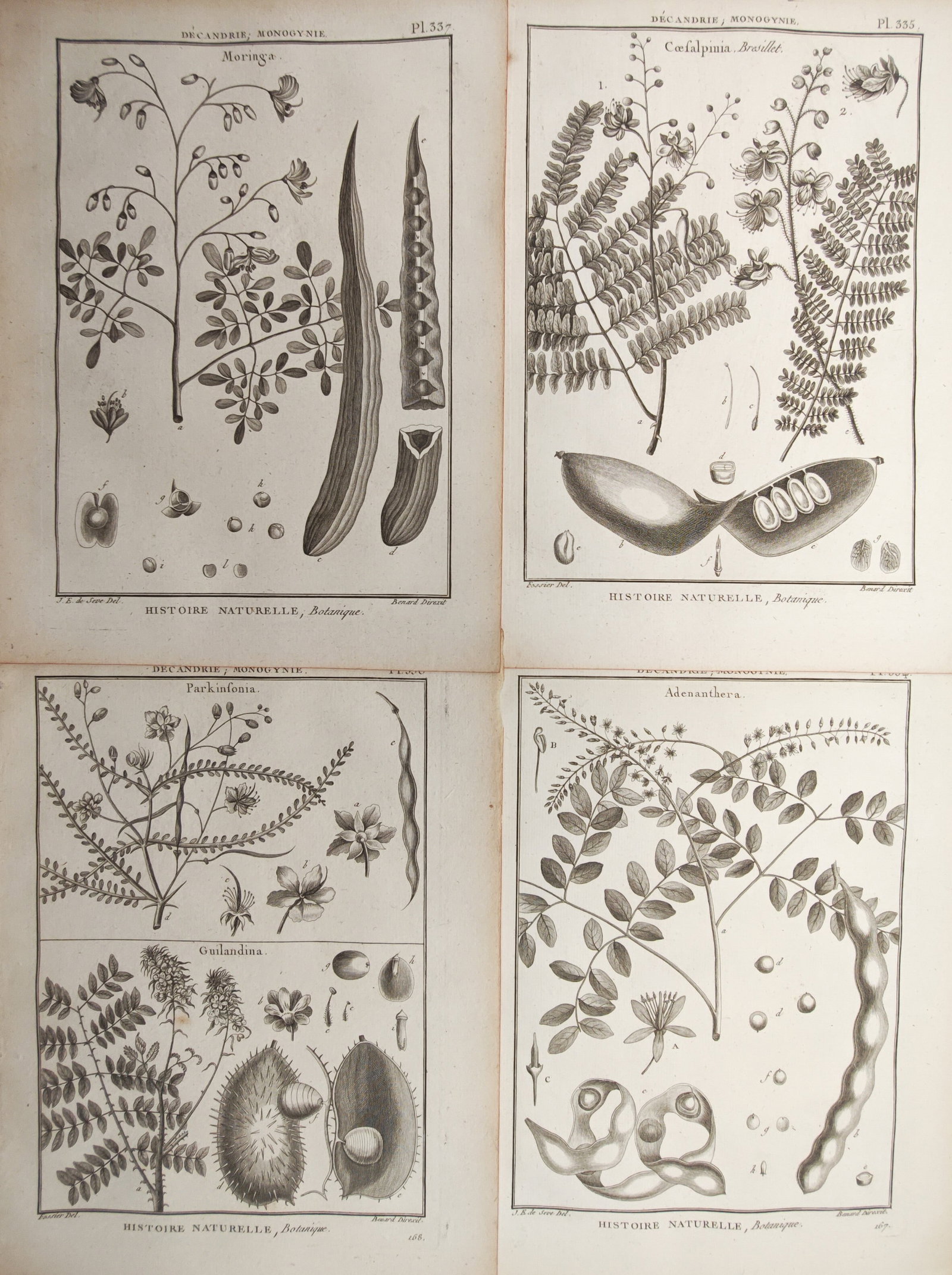 Robert Bénard – Set of 4:Drumstick Tree, Pride of Barbados, and Coral Bead Tree Studies (1 of 2)