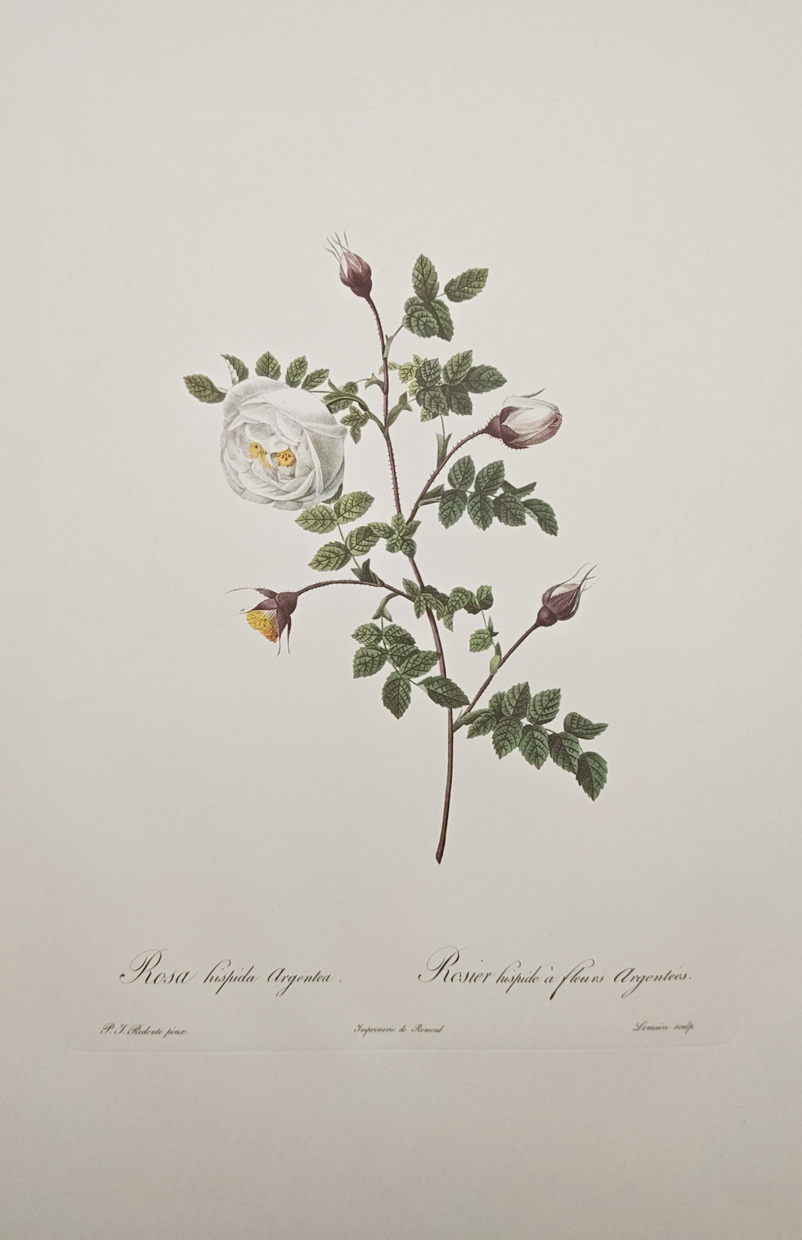 Pierre-Joseph Redouté, after – Silvery-Flowered Bristly Rose – Offset print (20th Century) (1 of 2)