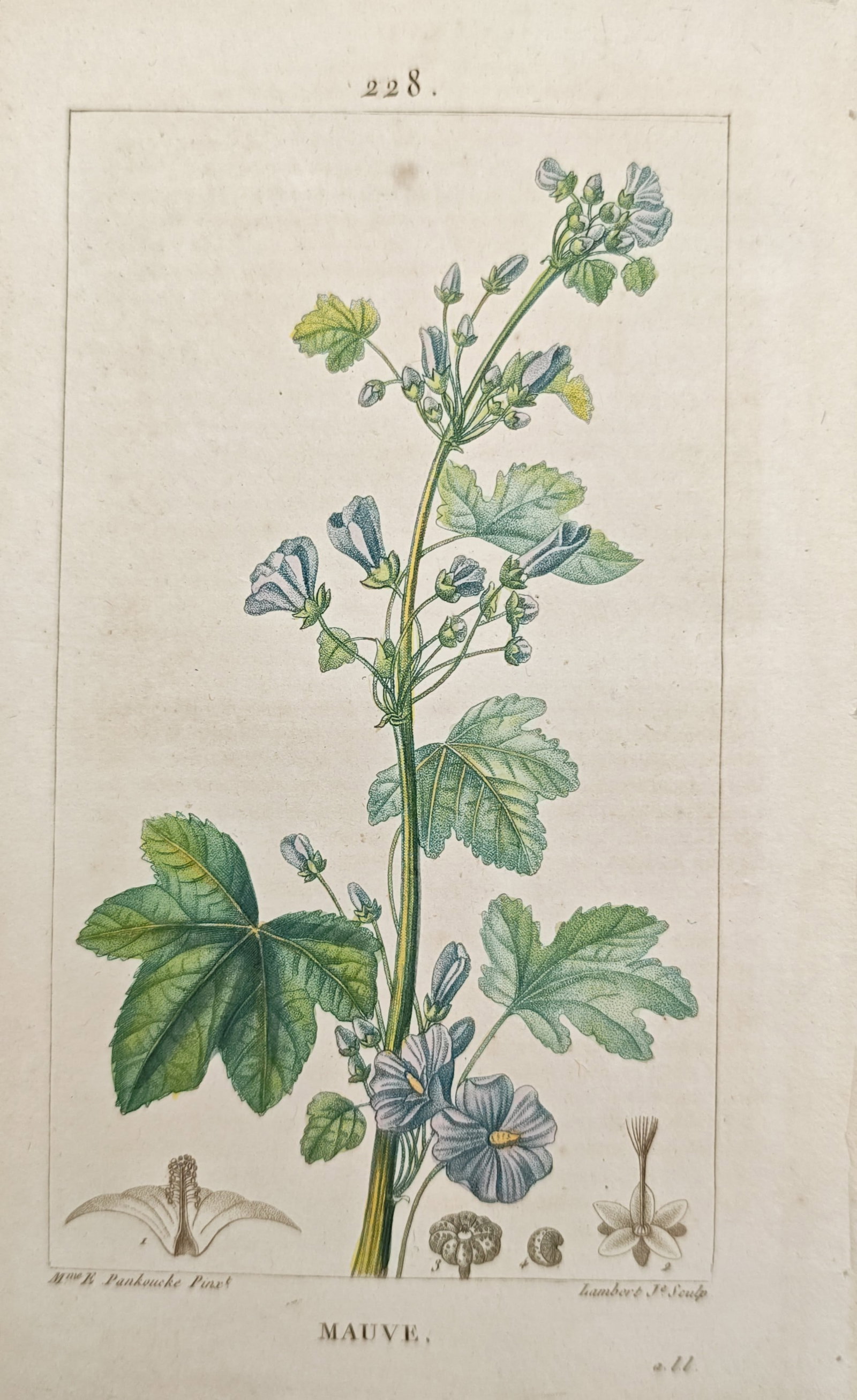 Pierre Jean François Turpin – Mallow – Engraving (19th Century) (1 of 2)