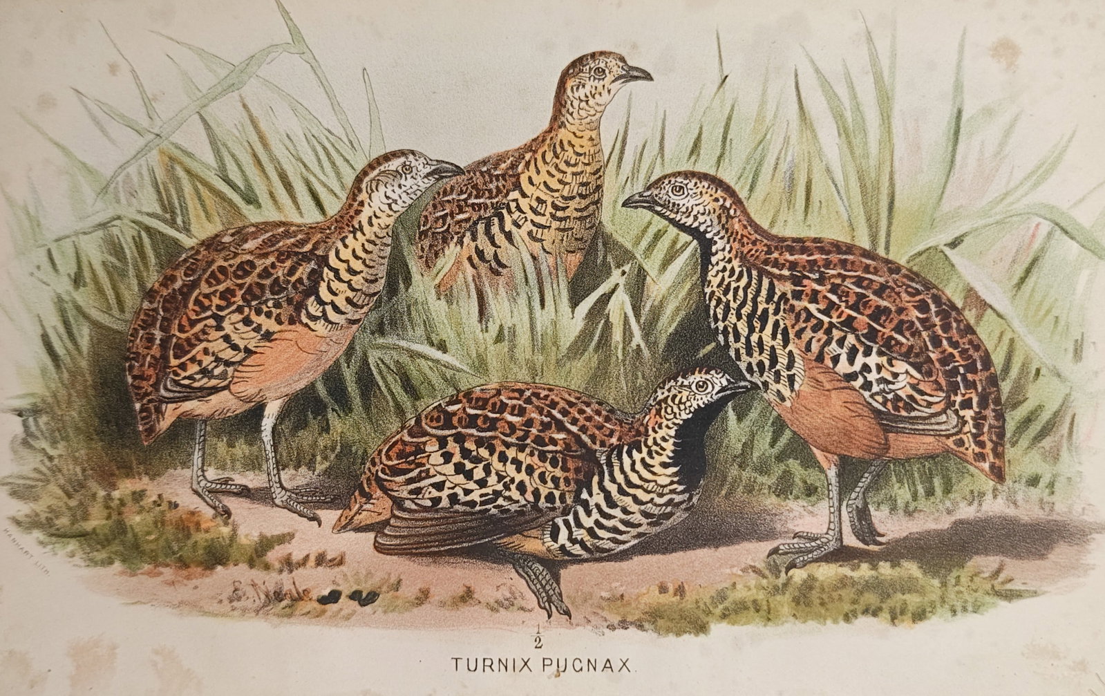 Edward Neale – Barred Buttonquail – Lithograph (19th Century): "Turnix Pugnax" depicts a small group of barred buttonquails resting and foraging among tall grassy reeds along an open earthen path. Published during the nineteenth century, this color botanical and 