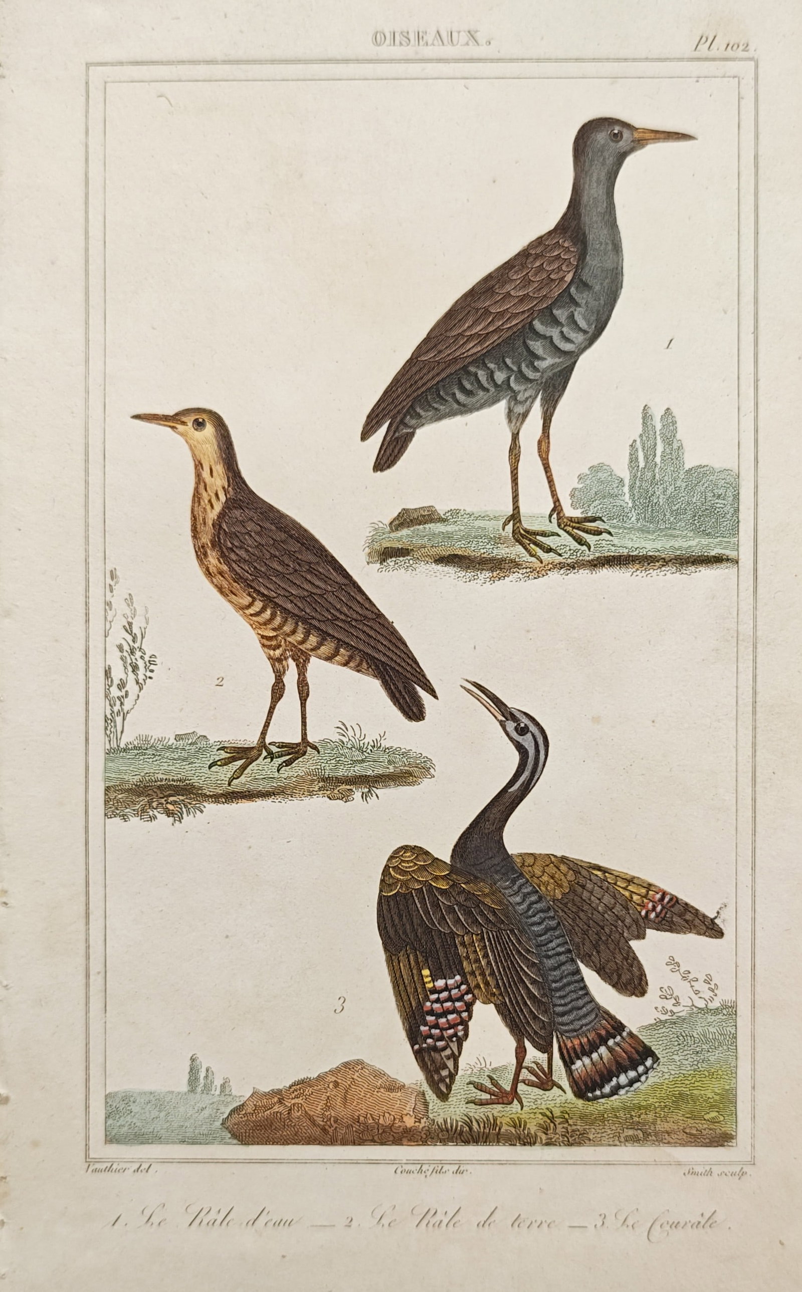 Georges-Louis Leclerc, Comte de Buffon – Water Rail, Corncrake, and Sunbittern – Engraving: "Birds" illustrates three distinct marsh and wading bird species including a water rail, a corncrake, and a display-plumaged sunbittern set across naturalistic terrain. Published during the nineteenth