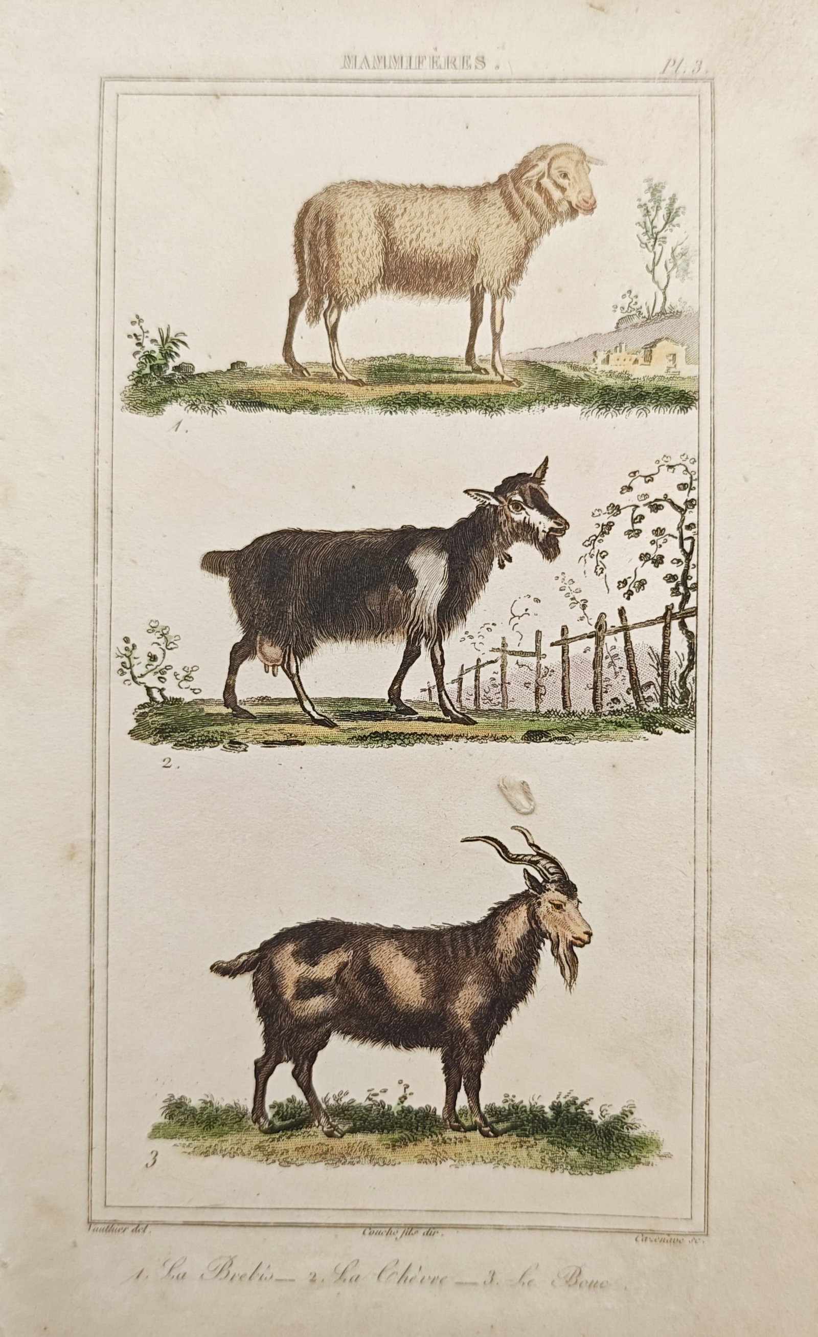 Georges-Louis Leclerc, Comte de Buffon – Ewe, She-Goat, and Billy Goat – Engraving (19th: "Mammals" illustrates three domesticated horned quadrupeds including a woolly ewe, a she-goat standing near a wattle fence, and a horned billy goat in profile against pastoral terrain. Published durin