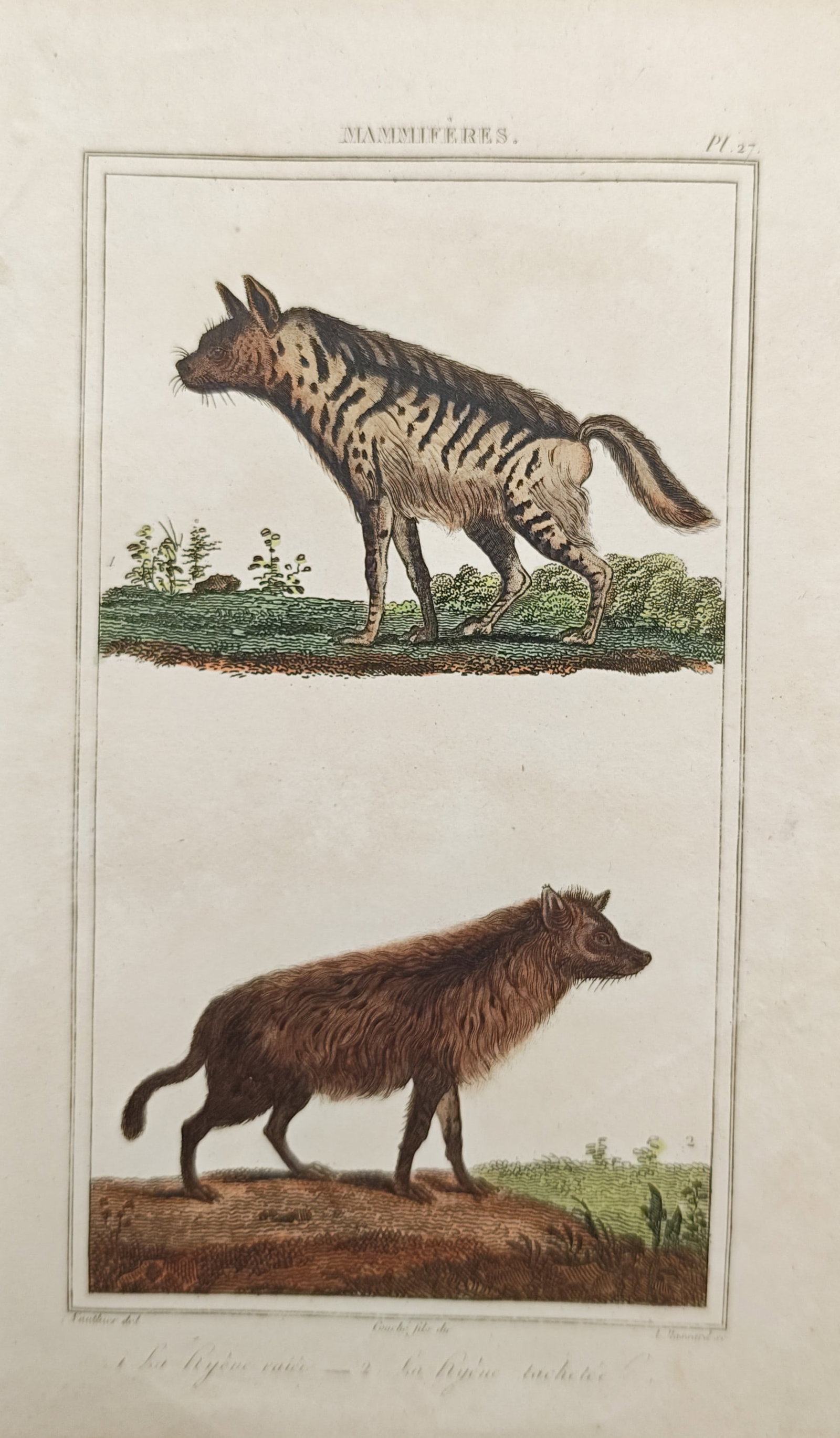 Georges-Louis Leclerc, Comte de Buffon – Striped Hyena and Brown Hyena – Engraving (1 of 2)