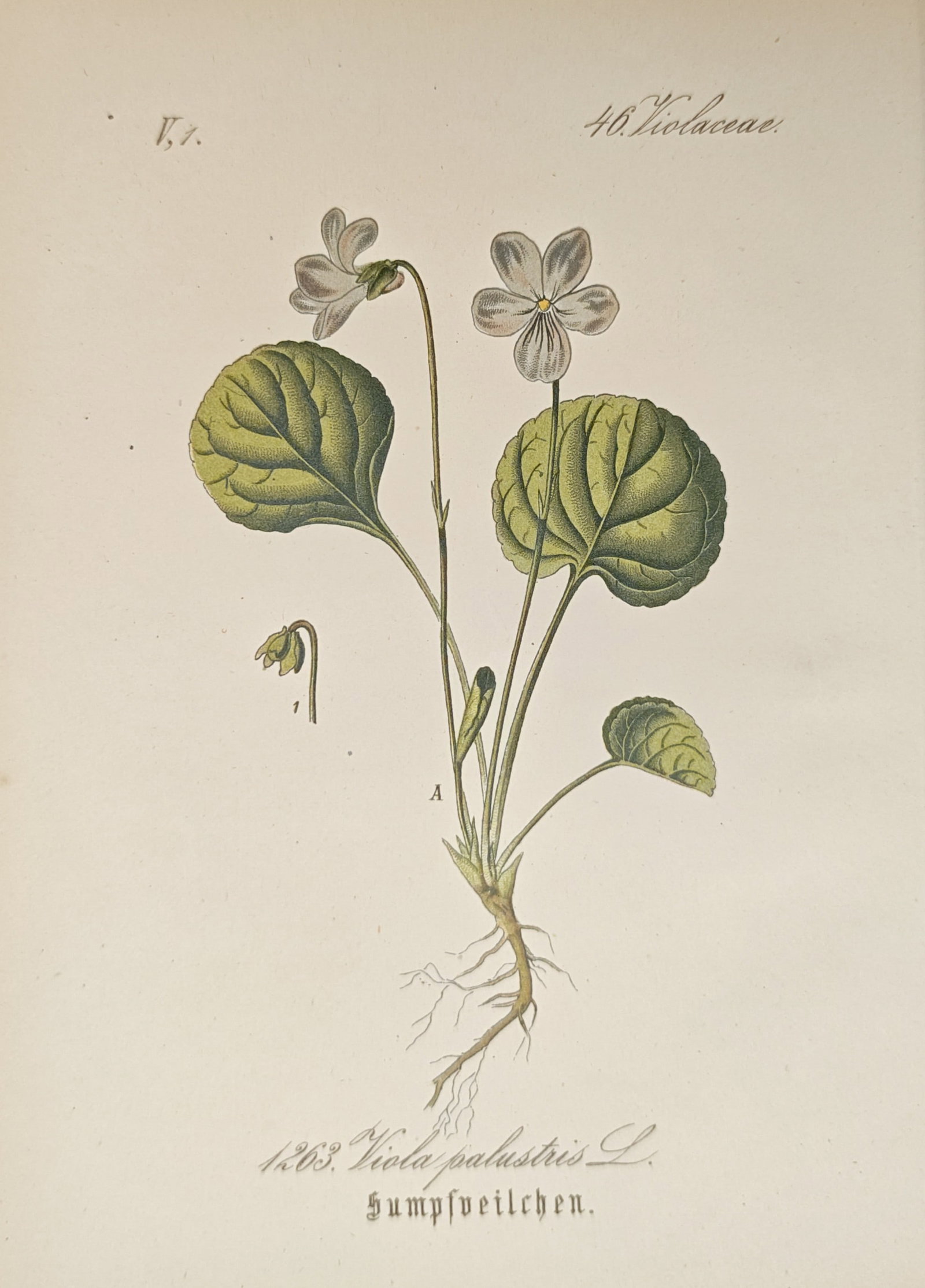 Friedrich Eugen Köhler – Marsh Violet – Lithograph (19th Century) (1 of 2)