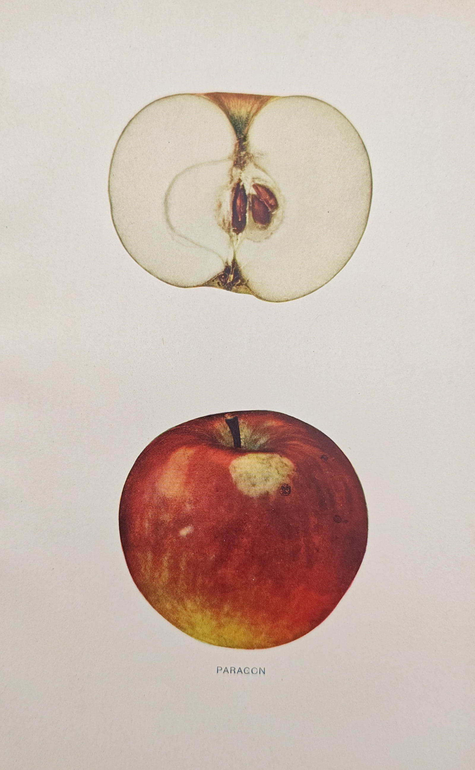 Spencer Ambrose Beach – Paragon Apple – Lithograph (1905): "Paragon" illustrates a pomological study of the apple cultivar, displaying both the whole fruit and an interior cross section revealing the core and seeds. Published in 1905 for the horticultural sur