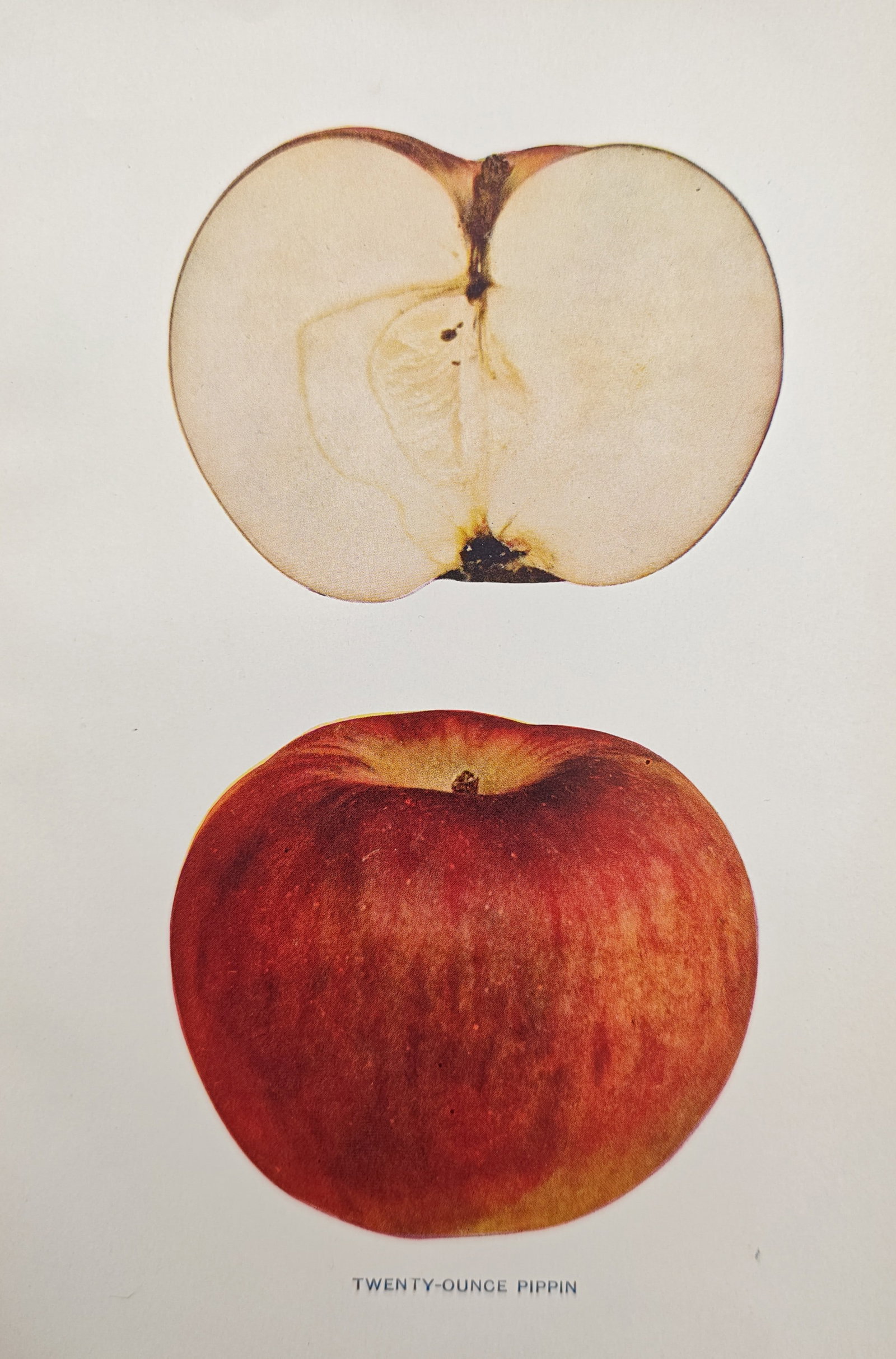 Spencer Ambrose Beach – Twenty-Ounce Pippin Apple – Lithograph (1905): "Twenty-Ounce Pippin" illustrates a pomological study of the apple variety, showing both the external red-streaked fruit and a longitudinal cross section displaying the interior flesh and core. Publis