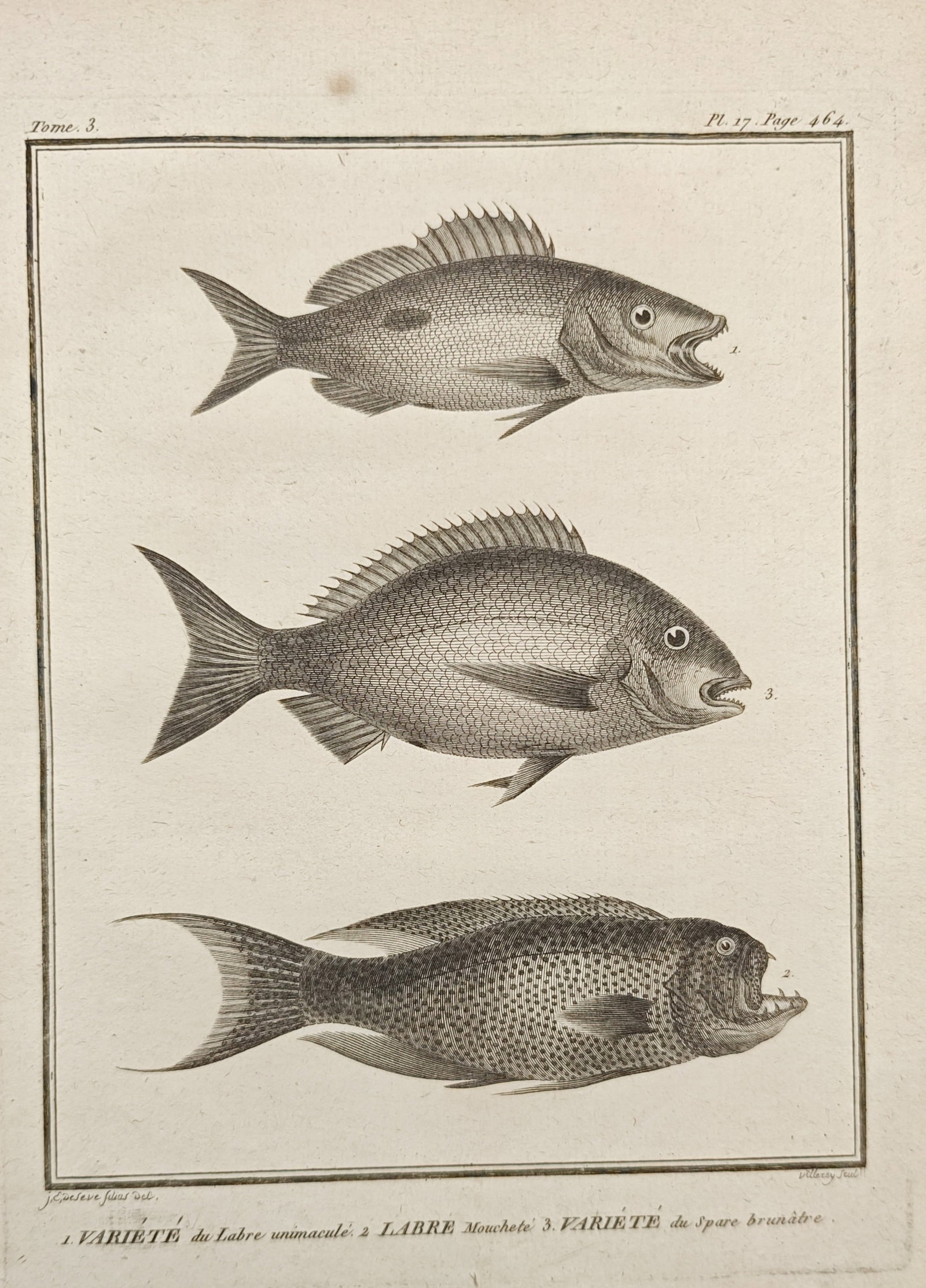 Georges-Louis Leclerc, Comte de Buffon – Wrasse and Sea Bream Fishes – Engraving (1 of 2)