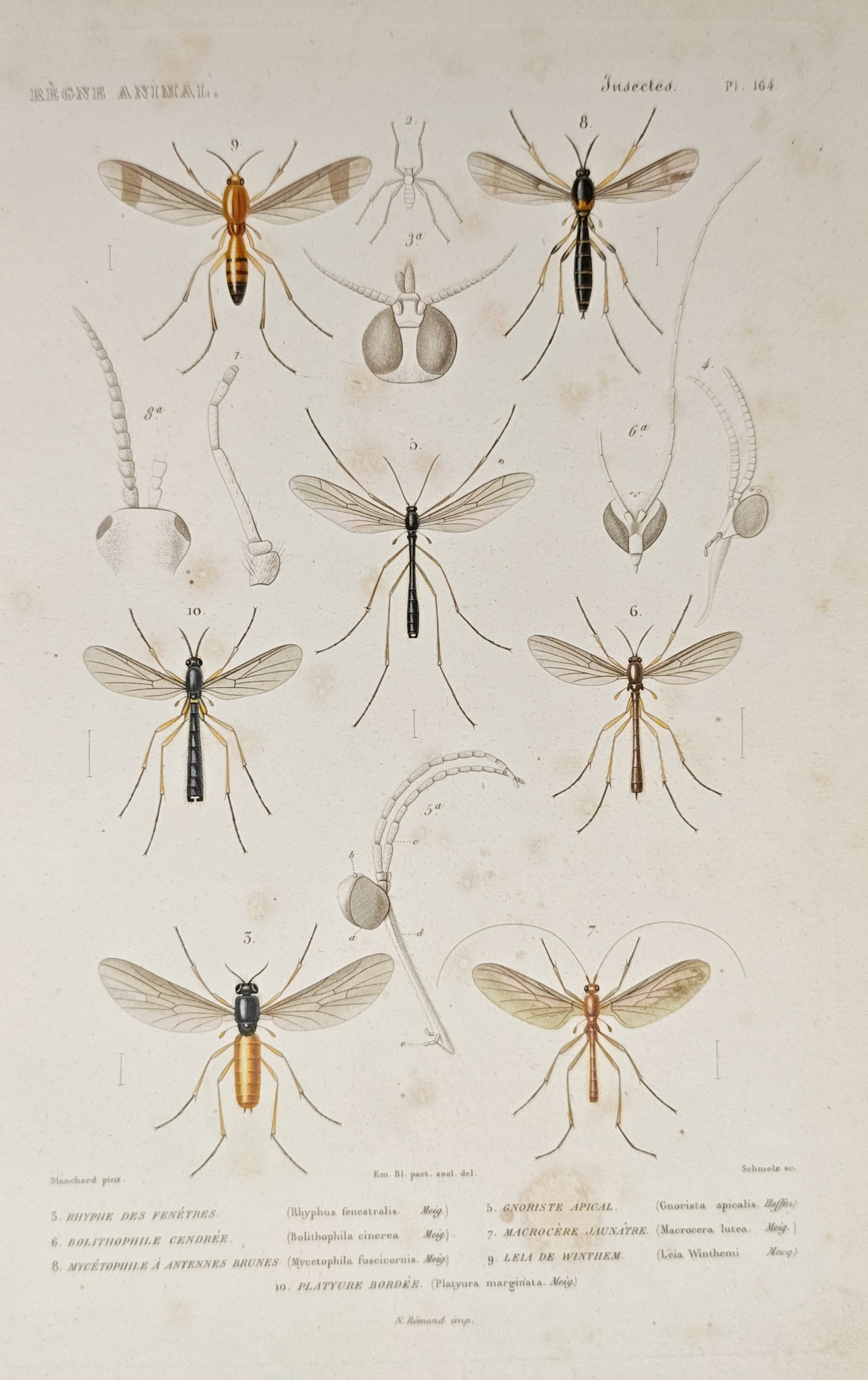 Georges Cuvier – Diptera Insects – Engraving (19th Century): "Diptera Insects" illustrates an entomological study of true flies and gnats, displaying multiple specimens alongside anatomical diagrams of antennae, head structures, and compound eyes. Published dur