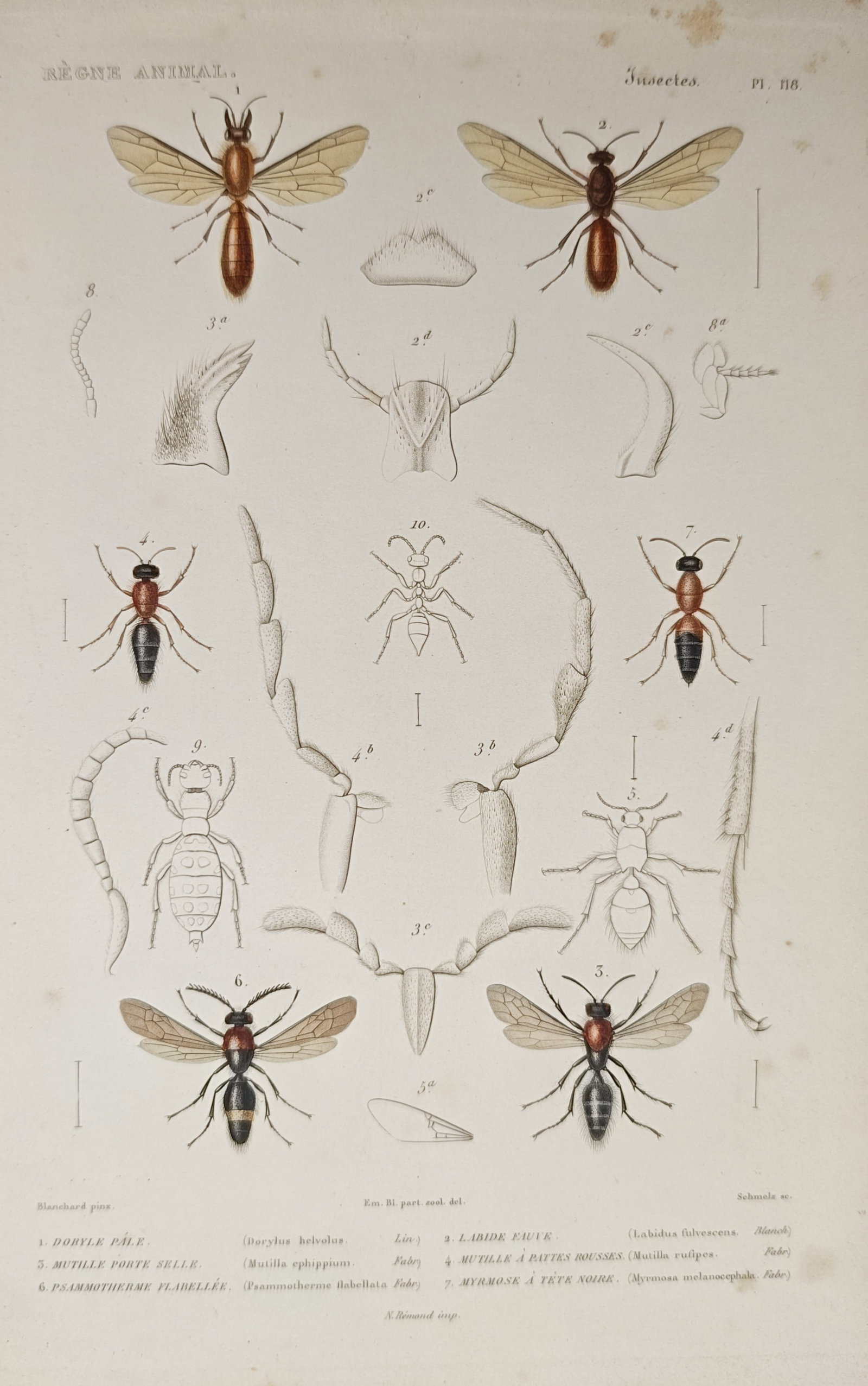 Georges Cuvier – Entomological Study of Insects – Engraving (19th Century) (1 of 2)