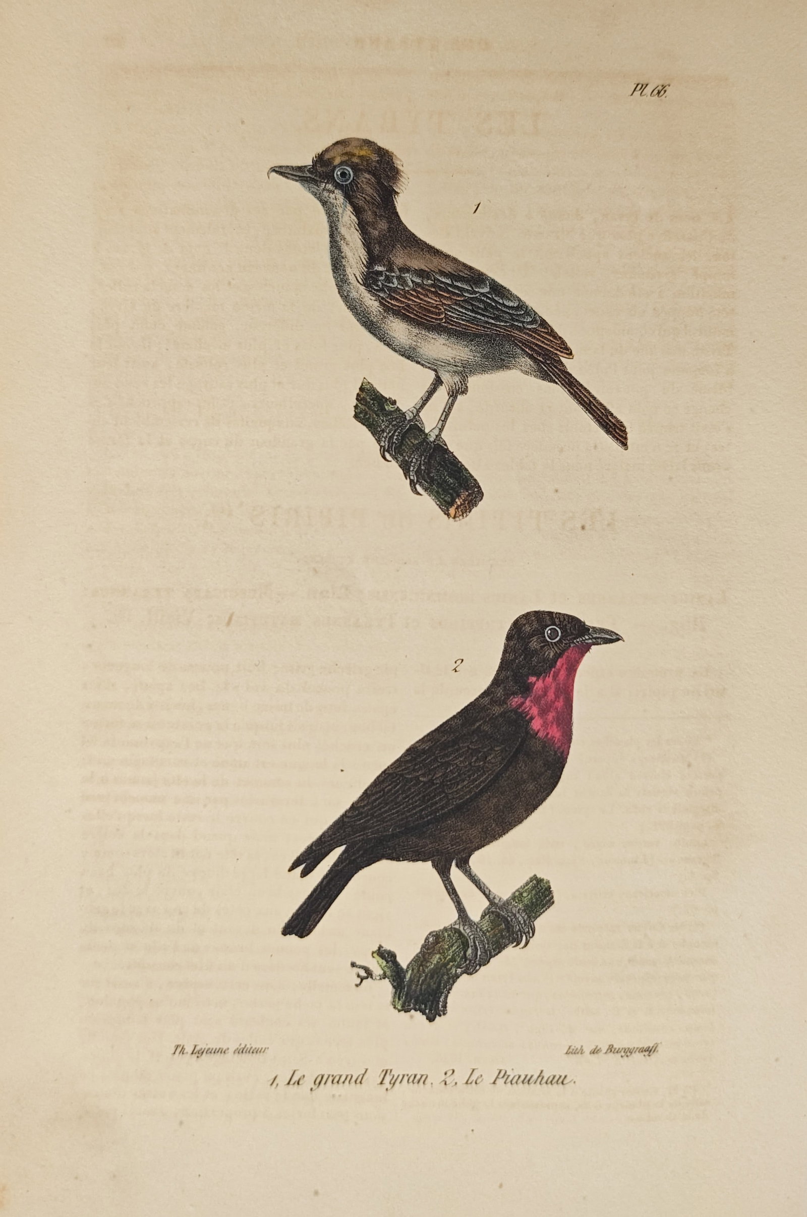 Théodore Lejeune – Great Crested Flycatcher and Purple-Throated Fruitcrow – Lithograph: "The Great Tyrant and the Piauhau" illustrates an ornithological study of American passerine birds perched on branches, showcasing their distinct plumages, throat coloration, and profile forms. Publis