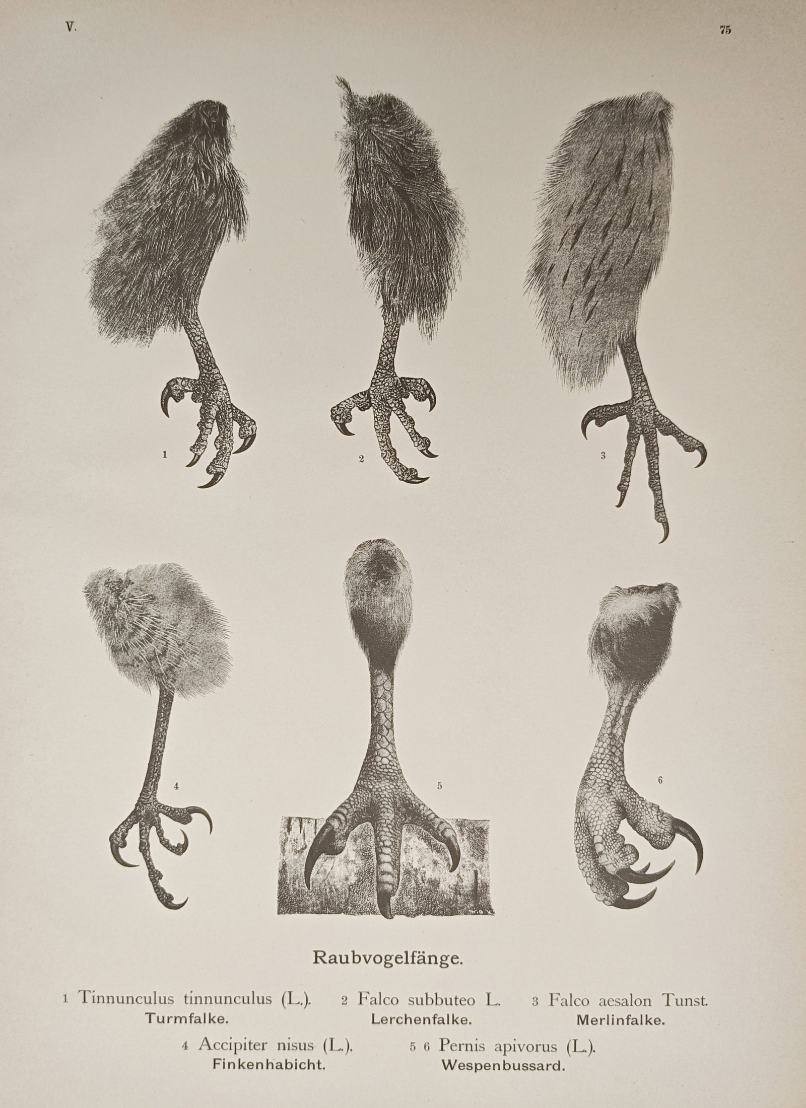Johann Friedrich Naumann – Talons of Kestrel, Hobby, Merlin, Sparrowhawk, and Honey Buzzard: "Birds of Prey Talons: Kestrel, Hobby, Merlin, Sparrowhawk, and Honey Buzzard" illustrates an anatomical ornithological study displaying the feathered legs, feet, and sharp talons of various European 